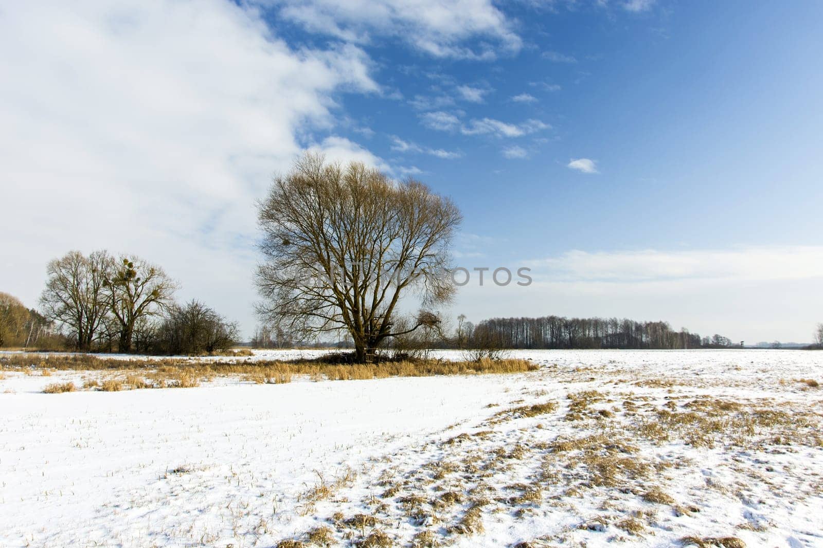 Tree in a snow-covered field, January day, Nowiny, Lubelskie, Poland