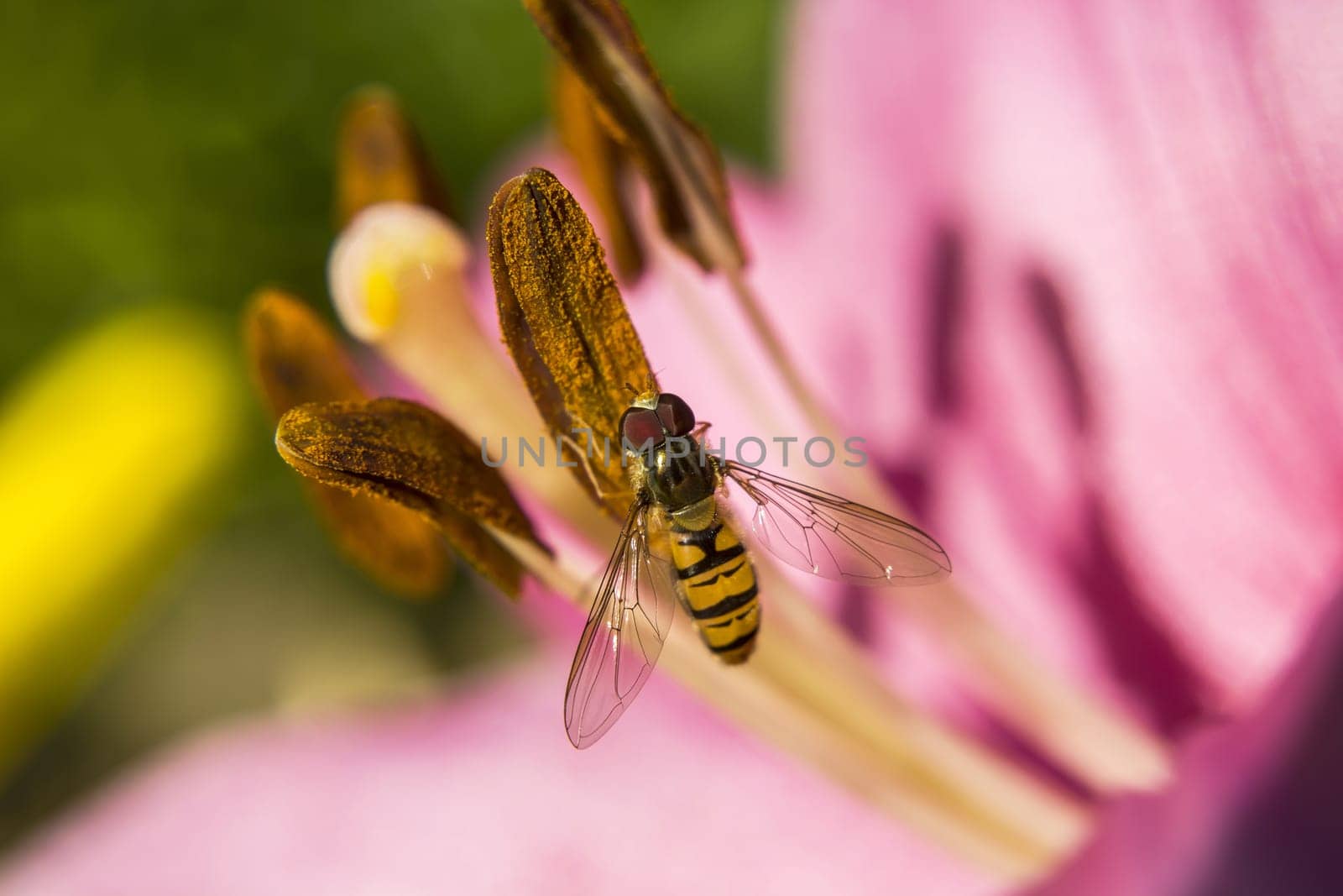 A fly perched on a flower, close-up, summer view