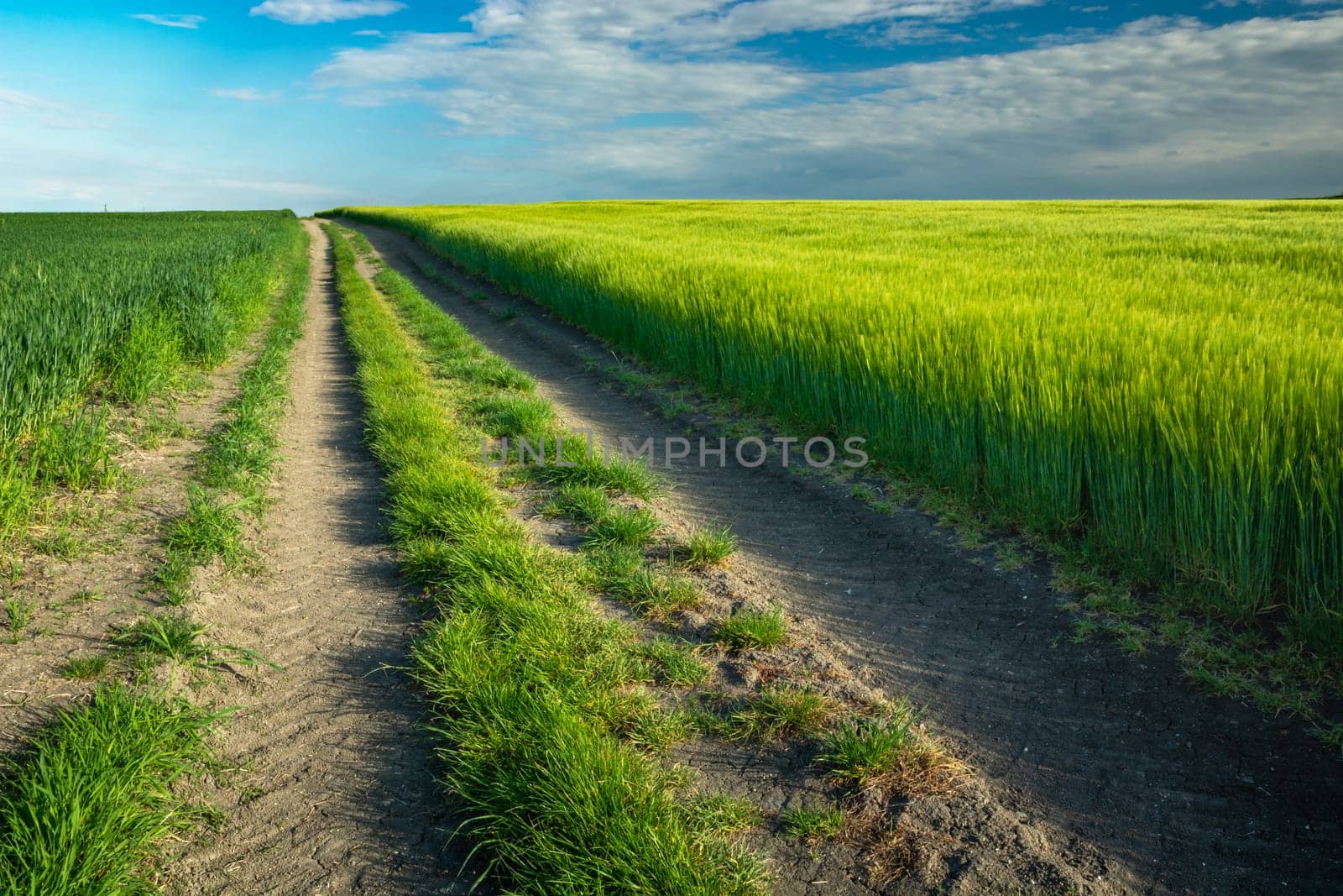 A long dirt road by a green field, Staw, Lubelskie, Poland