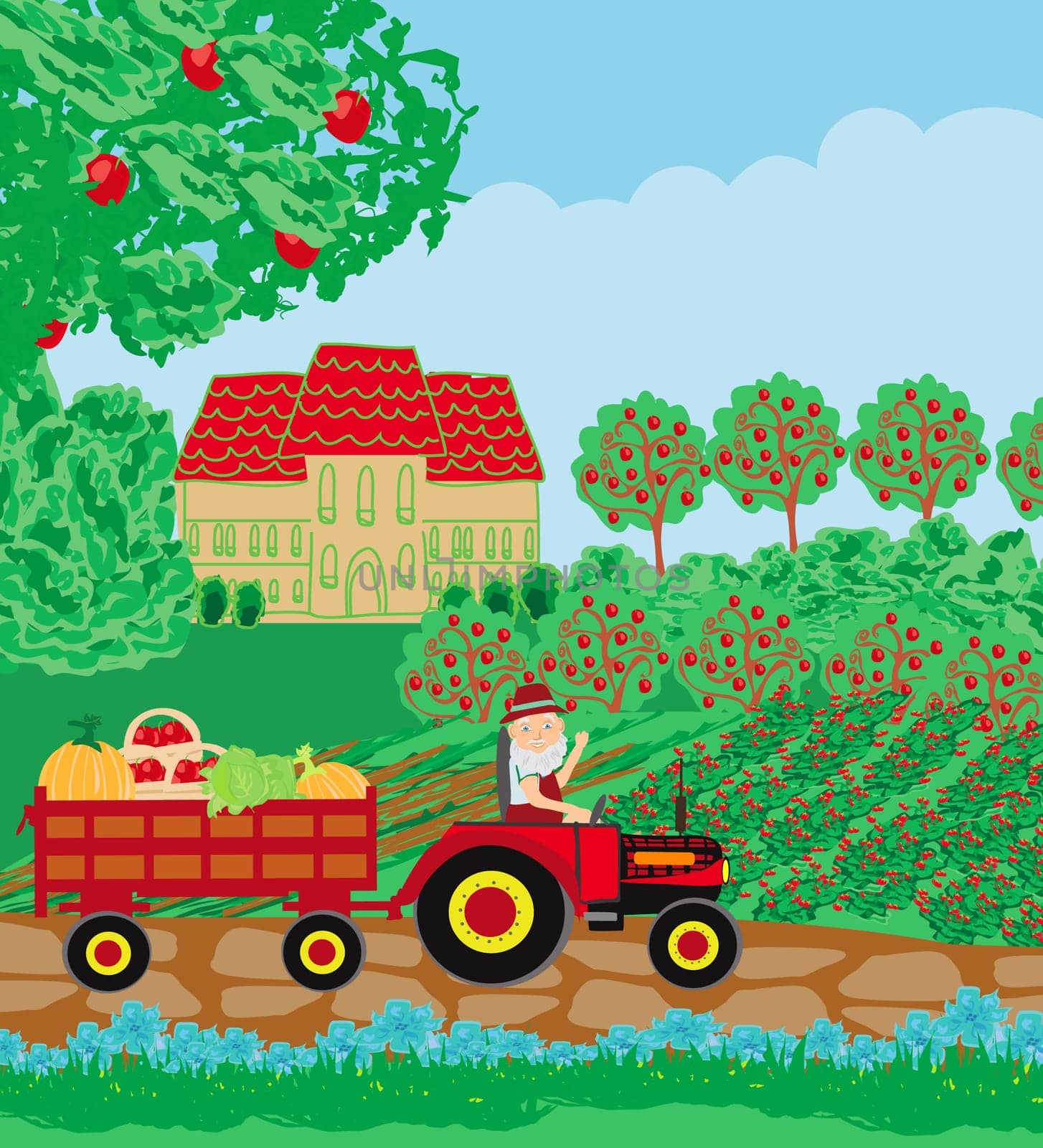 The Farmer on a Tractor Rides in the field with crops