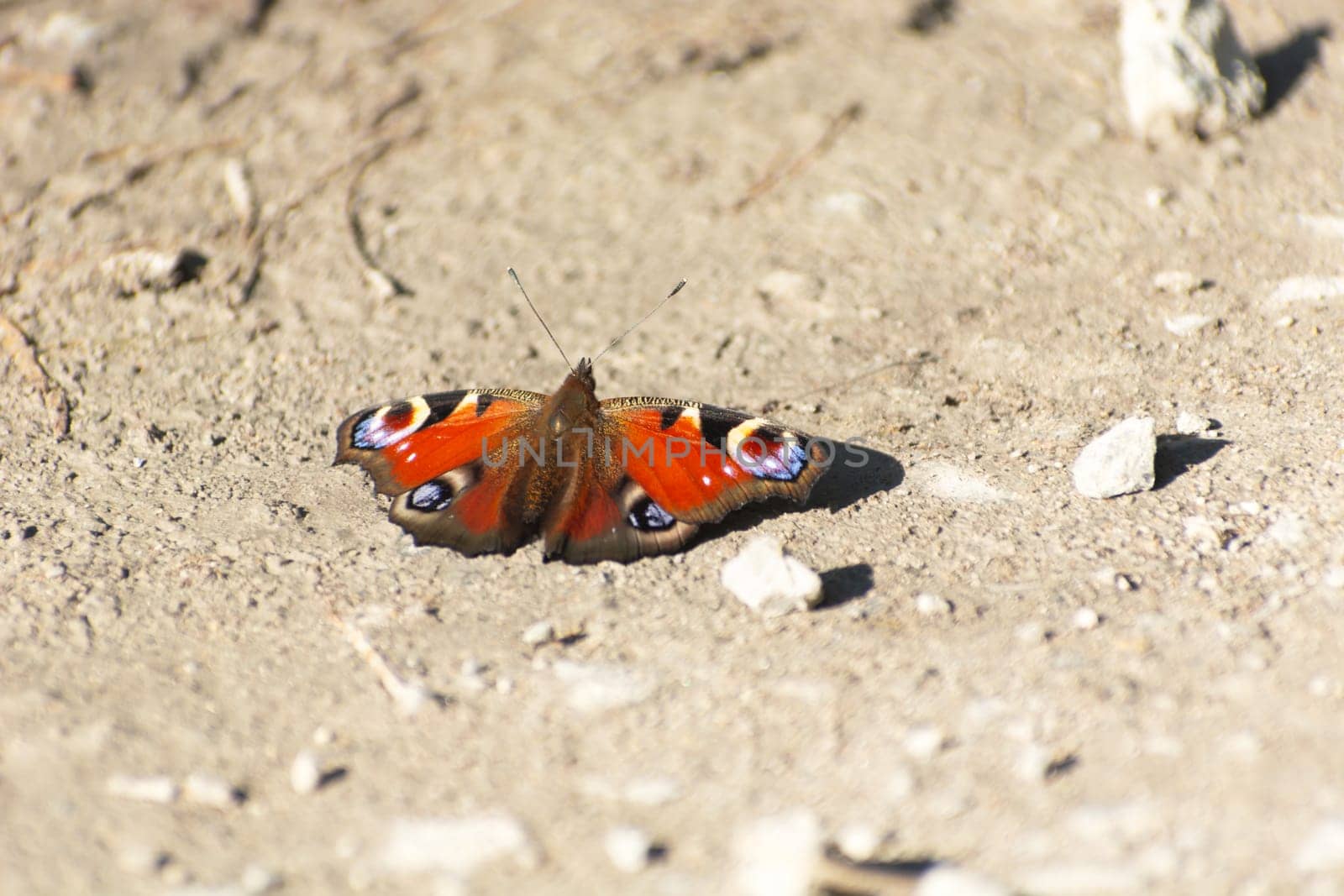 Aglais io basking in the sun, autumn day