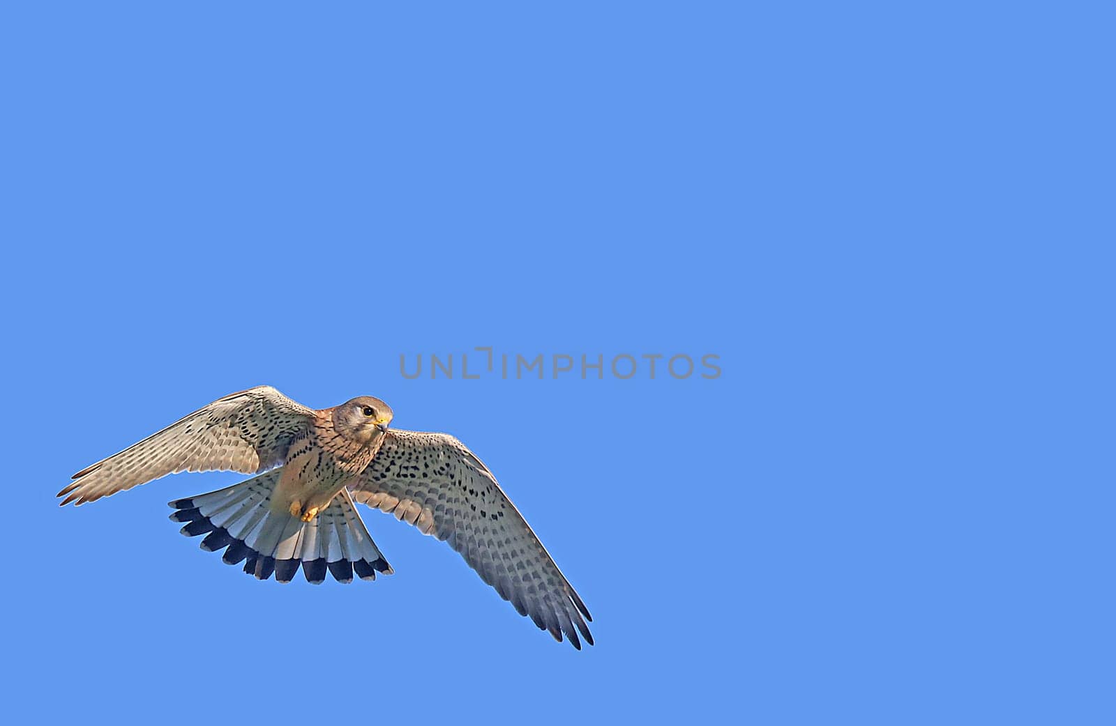 Kestrel Falco tinnunculus in shaking flight