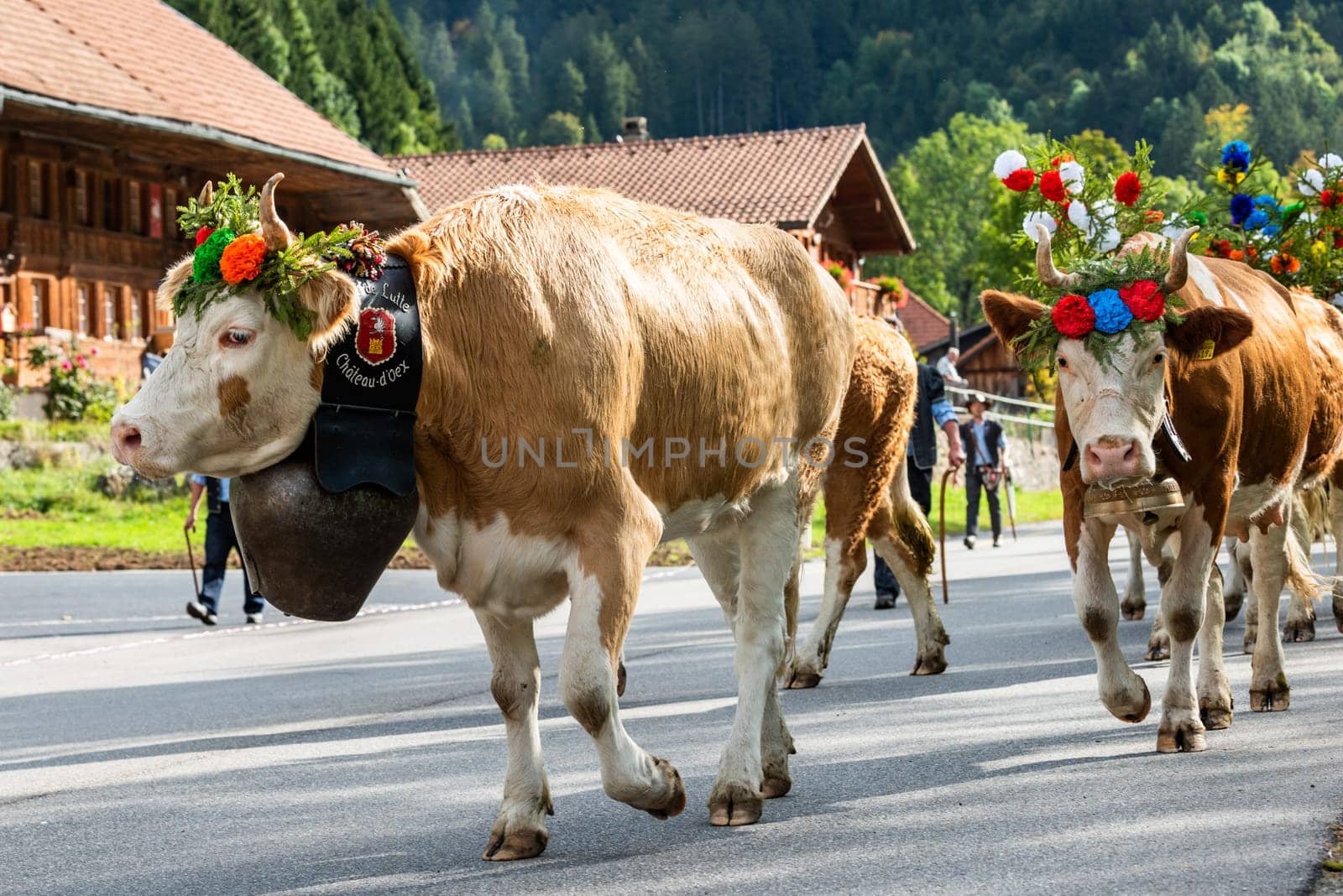 cows on the annual transhumance at Charmey near Gruyeres, Fribourg zone on the Swiss alps
