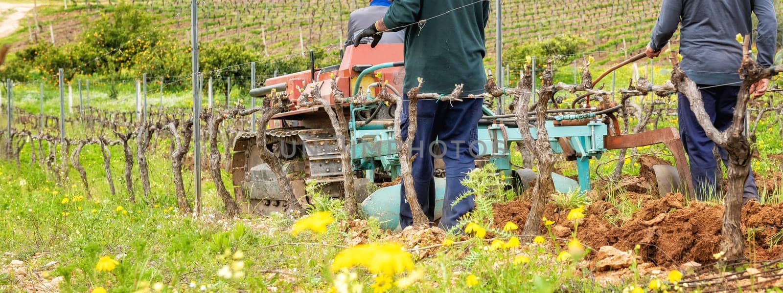 Farmer drives the plow while plowing the vineyard with the crawler tractor. Agricultural industry, winery.
