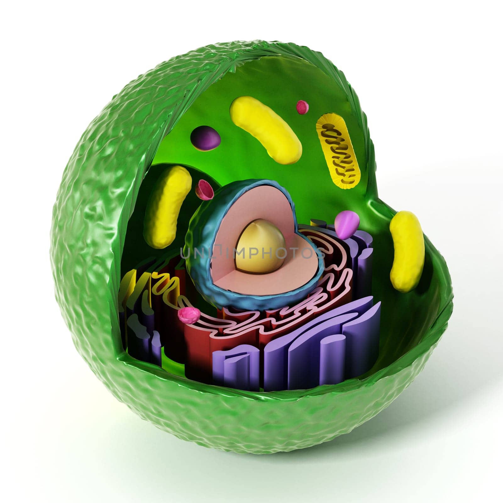 Animal cell anatomy isolated on white background. 3D illustration.
