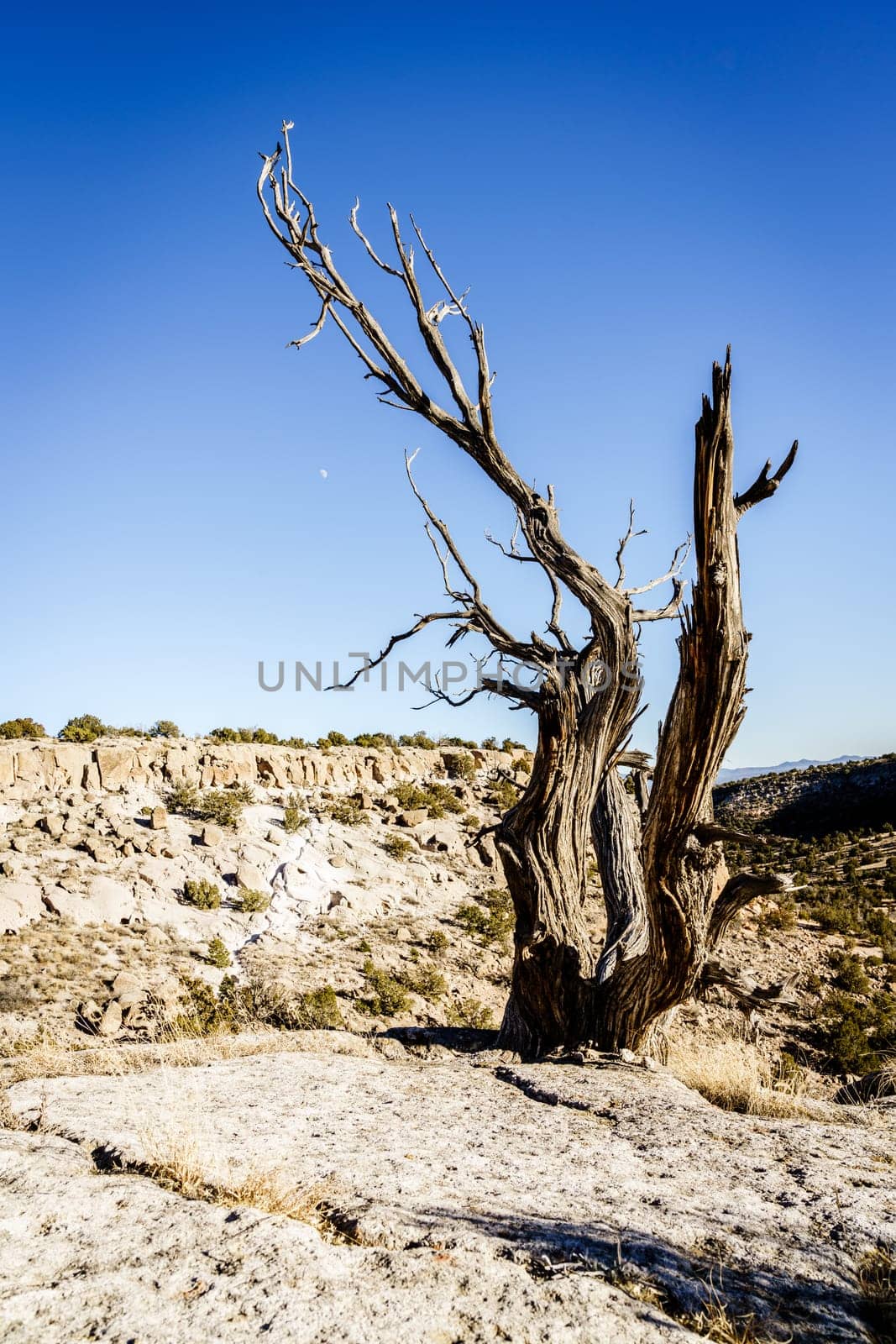 Old dead tree in Tsankawi - a part of Bandelier National Monument in New Mexico