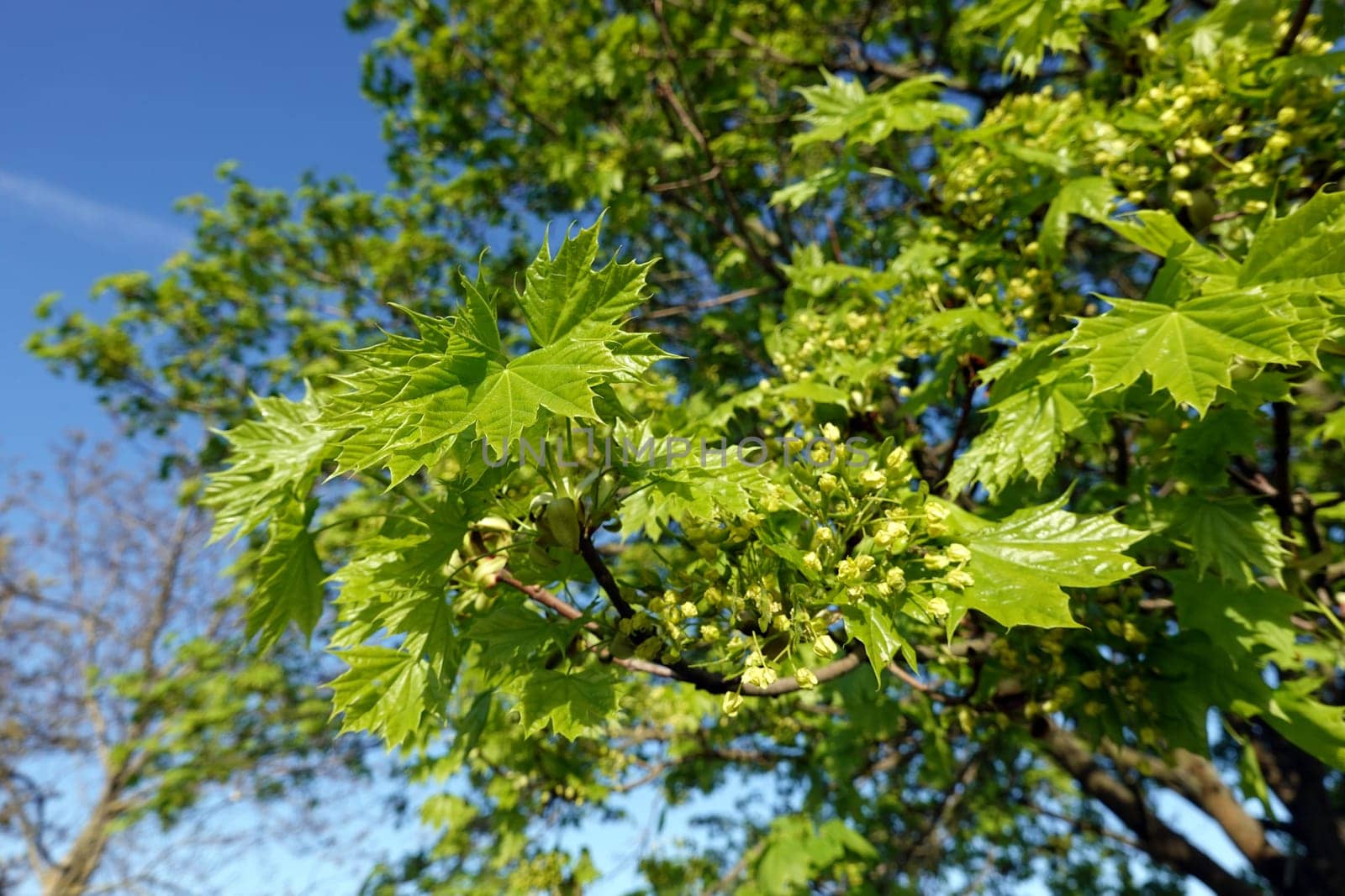 Spitz- Ahorn (Acer platanoides) Blüten und junge Blätter, Nordrhein-Westfalen, Deutschland, Weilerswist