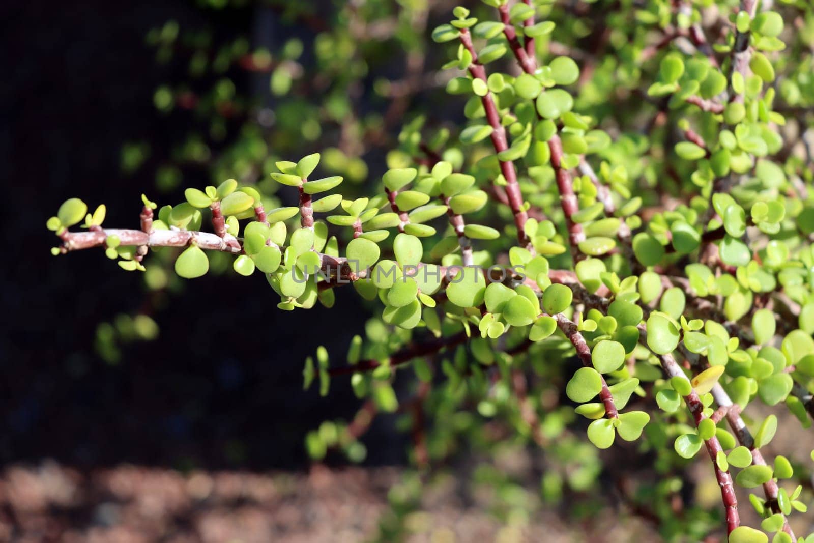 Jadebaum ( Portulacaria afra), auch Speckbaum oder Elefantenbaum, Fuerteventura, Spanien