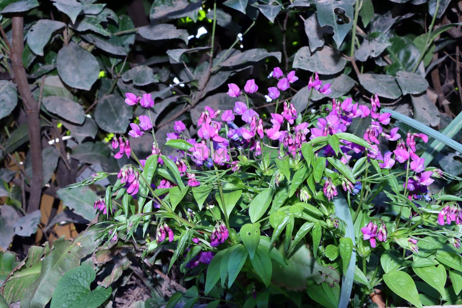 Frühlings-Platterbse (Lathyrus vernus) - blühende Pflanze, Nordrhein-Westfalen, Deutschland