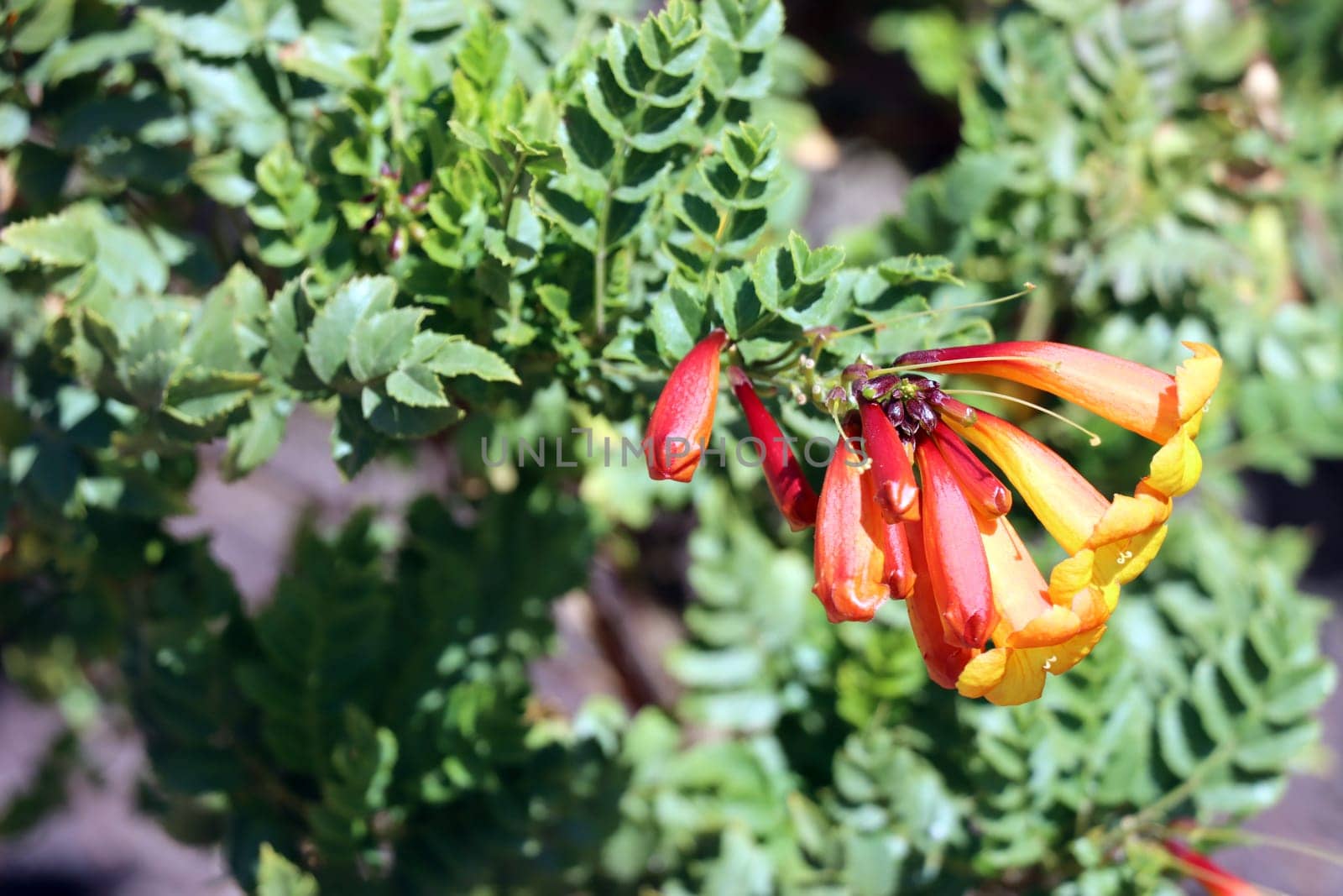 Kapgeissblatt (Tecoma capensis) - blühender Strauch, Fuerteventura, Spanien, Morro Jable
