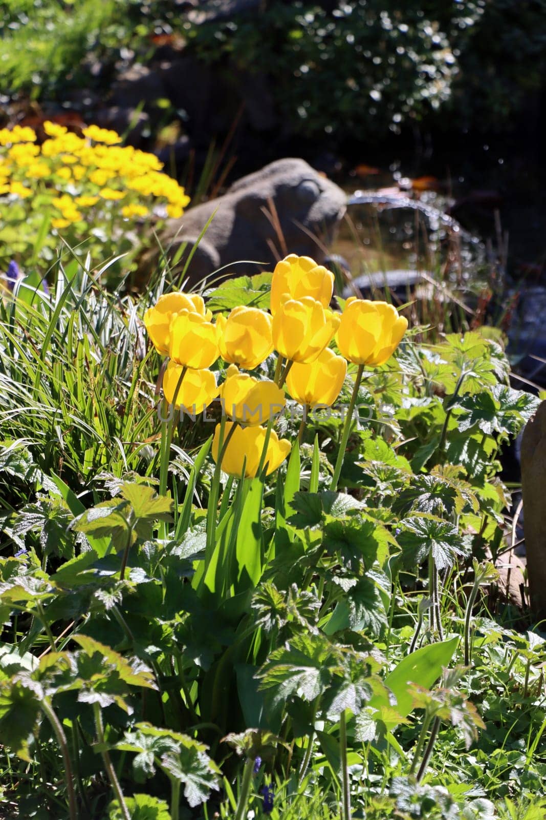 gelbe Tulpen im naturnahen Garten, im Hintergrung ein Wasser speiender Frosch aus Stein am Gartenteich, Nordrhein-Westfalen, Deutschland