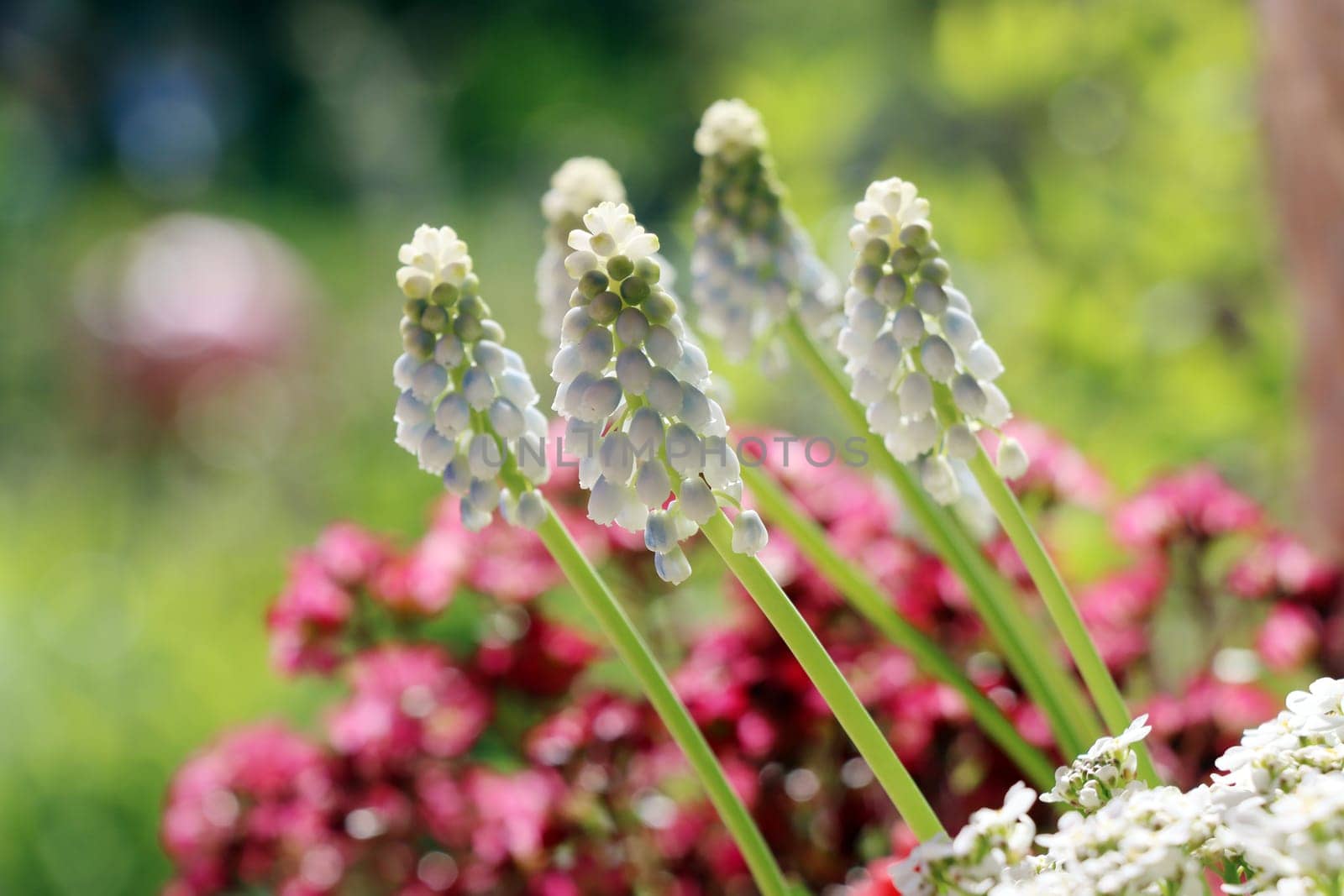 Traubenhyazinthe (Muscari sp.) Hybride