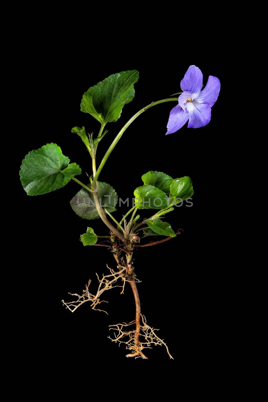 Whole blue violet plant with roots and flower isolated on black