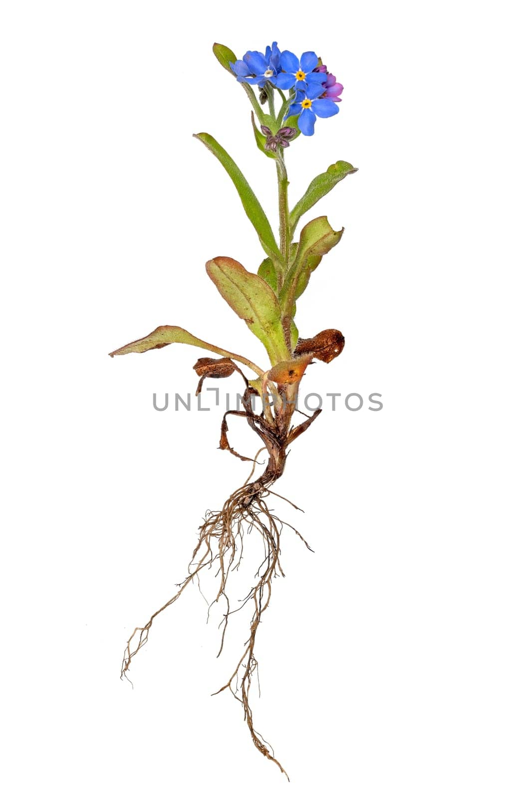 Whole blue Forget-me-not plant with roots and flower isolated on white
