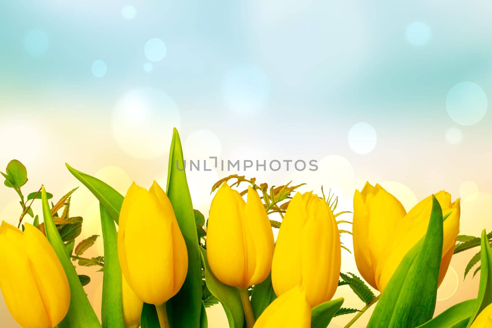 Greeting card template. Closeup of a fresh beautiful yellow tulips bouquet over abstract blurred blue sky background. Space for text design. Spring, valentine, mothers or wedding day card. Macro.