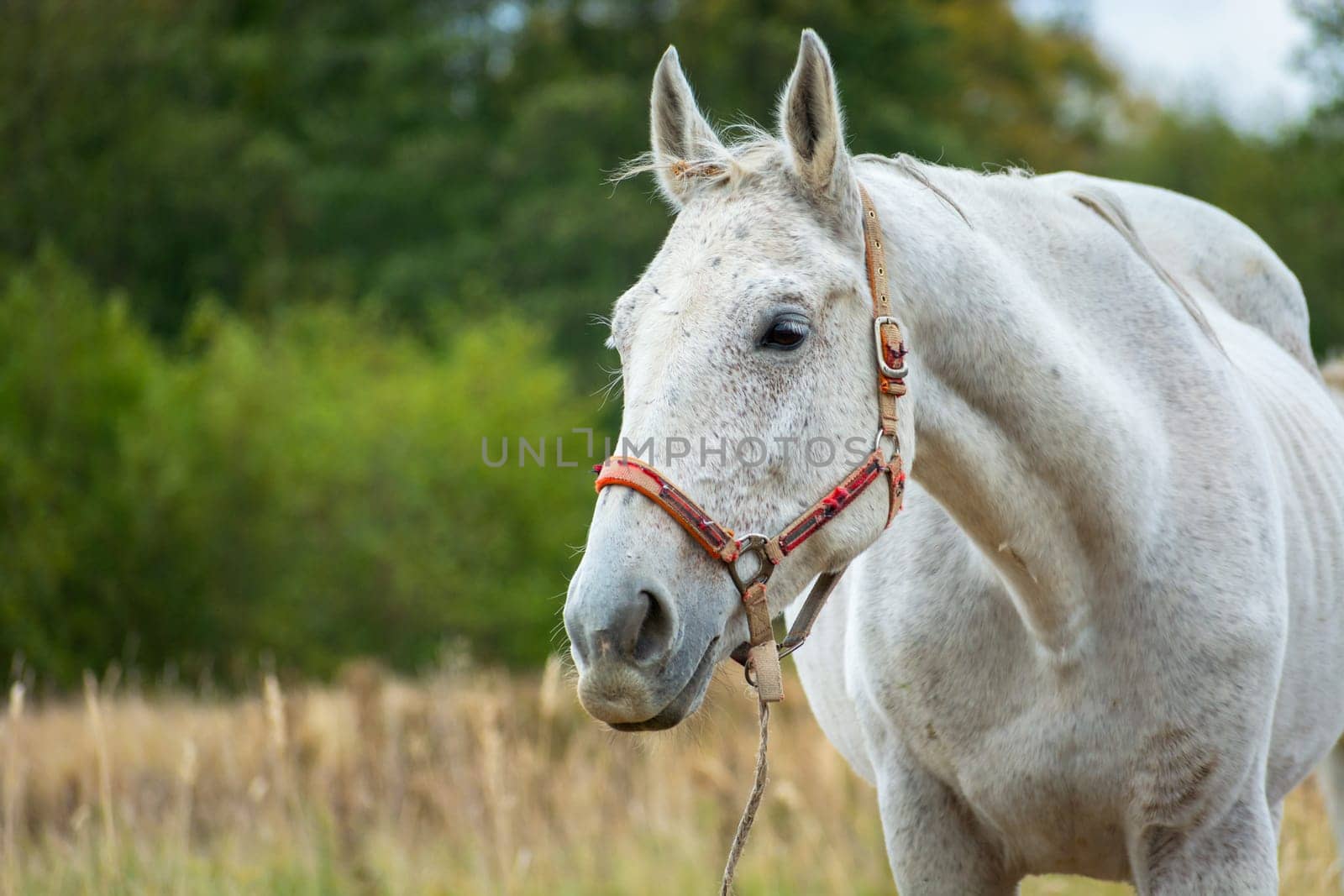 One white horse on the background of green trees