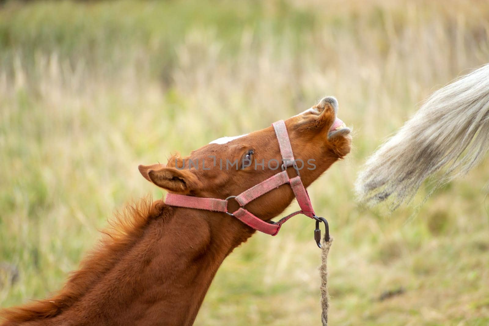 A neat brown foal in the pasture, October day