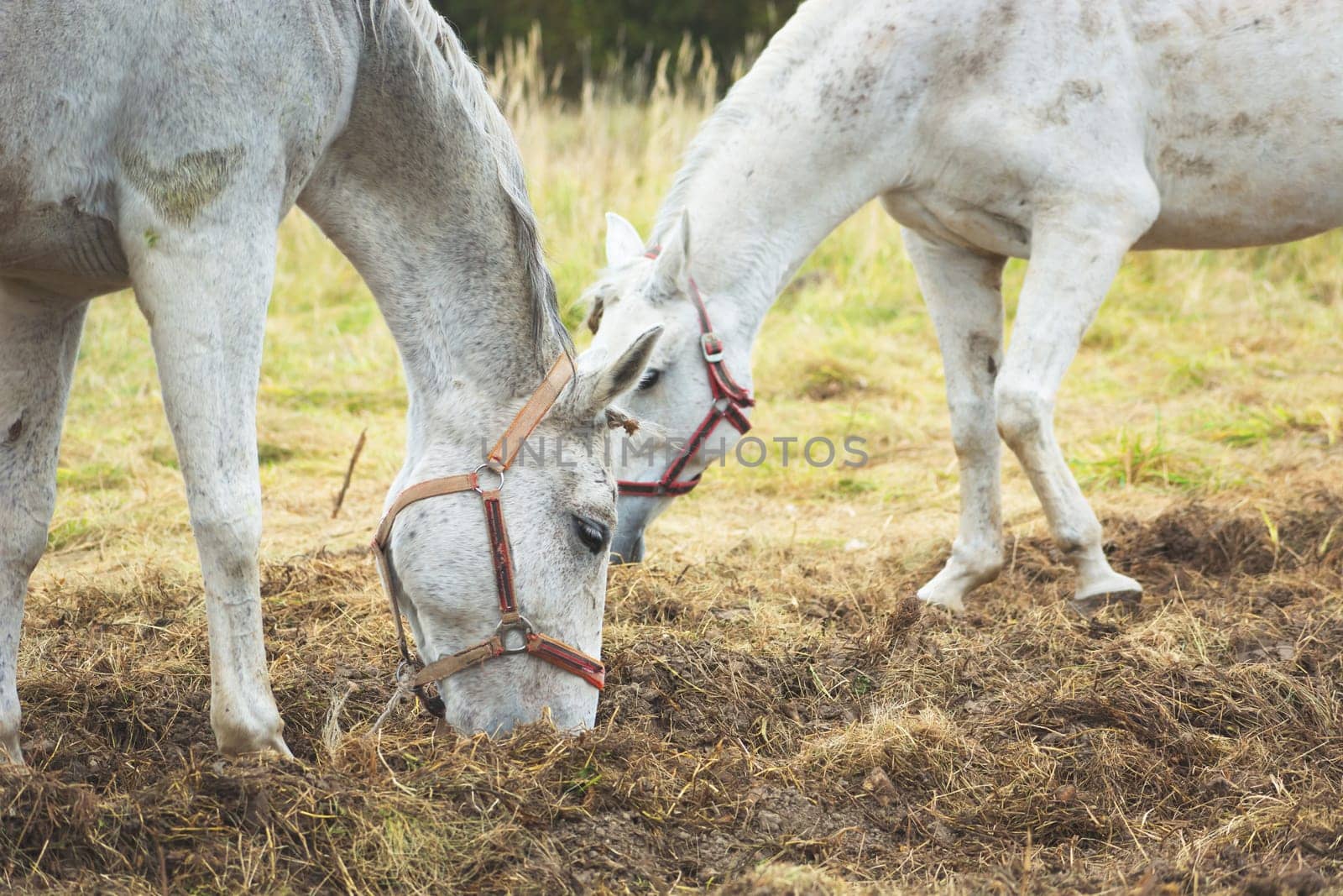 Two white horses eating grass in the pasture, October day