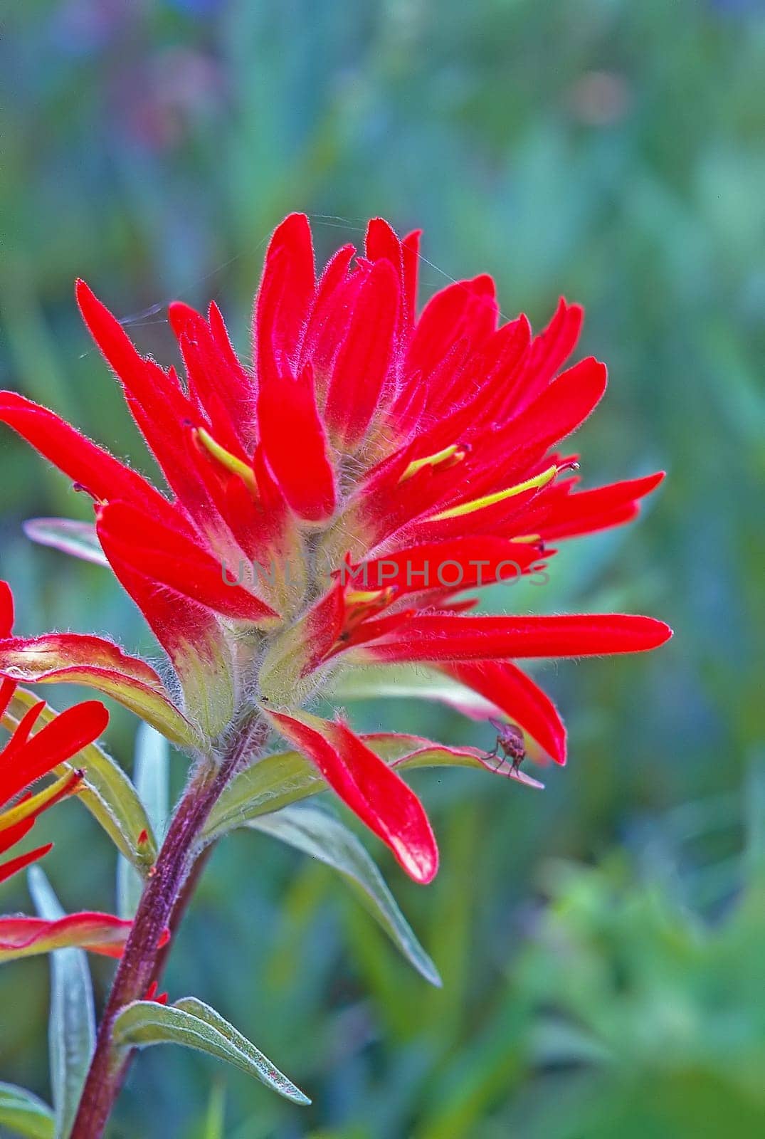 Close up of the Indian Paintbrush