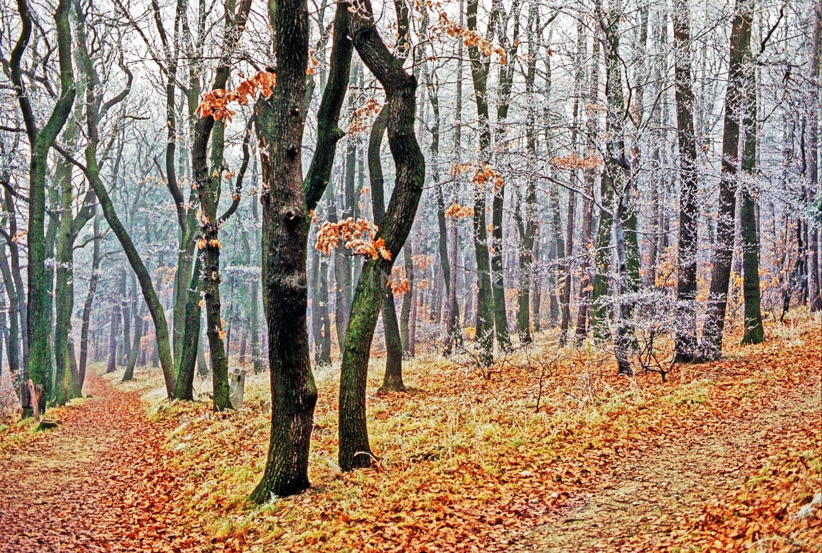 Frosted Forest in Winter with path