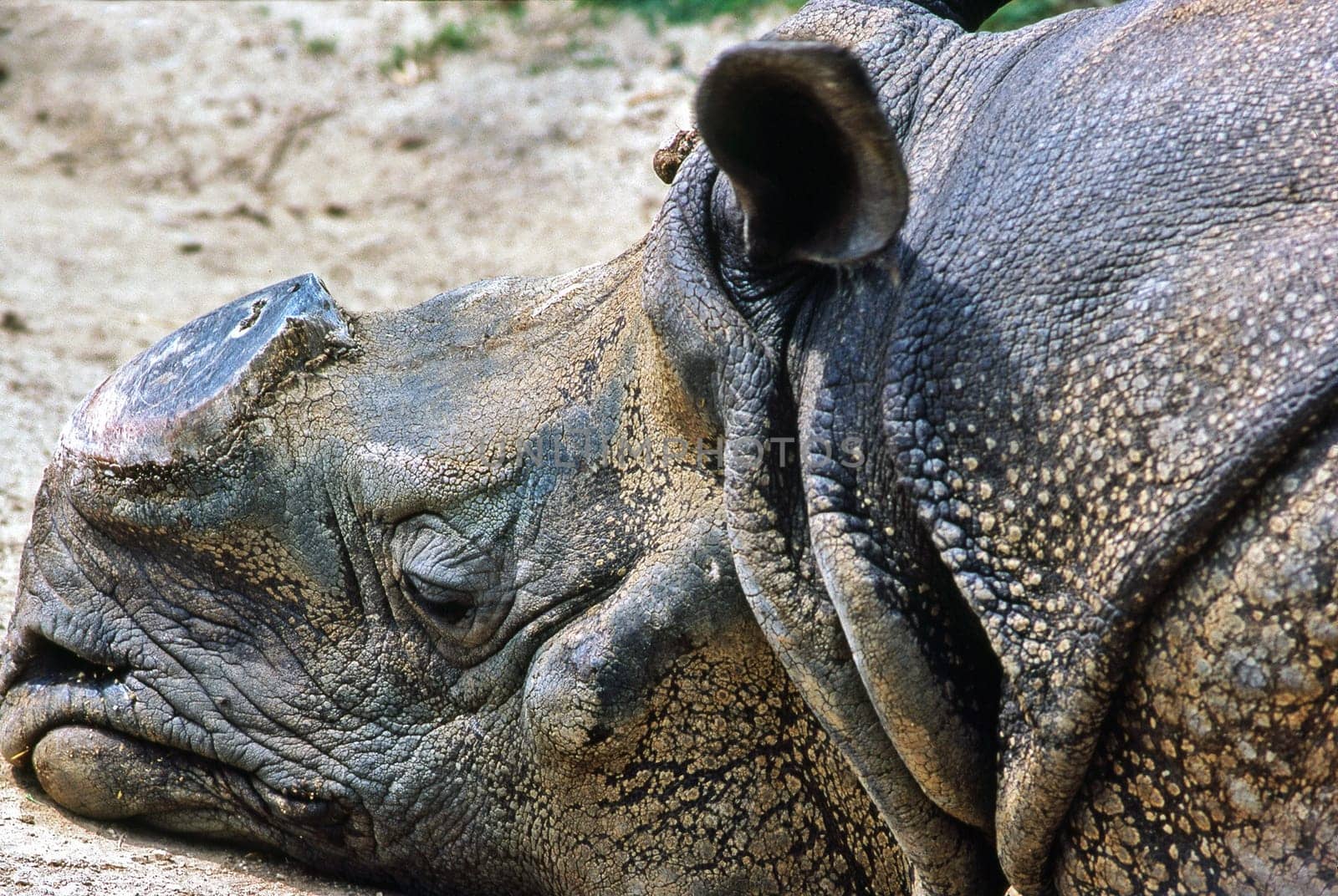 Rhinoceros with horn cut off