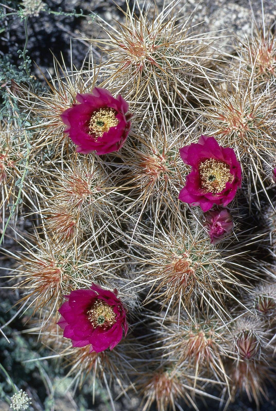 Spring in the Desert with Pincushion Cactus blooming