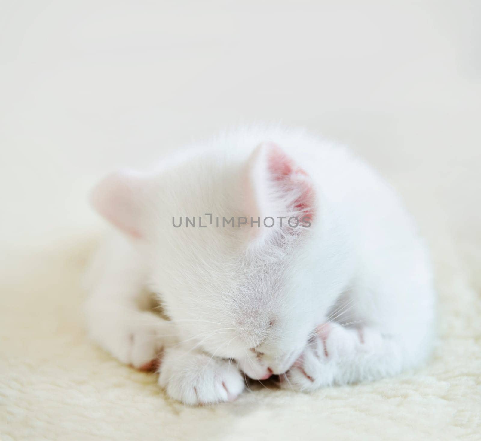 Beautiful white little kitten on the white wool background. shallow DOF.