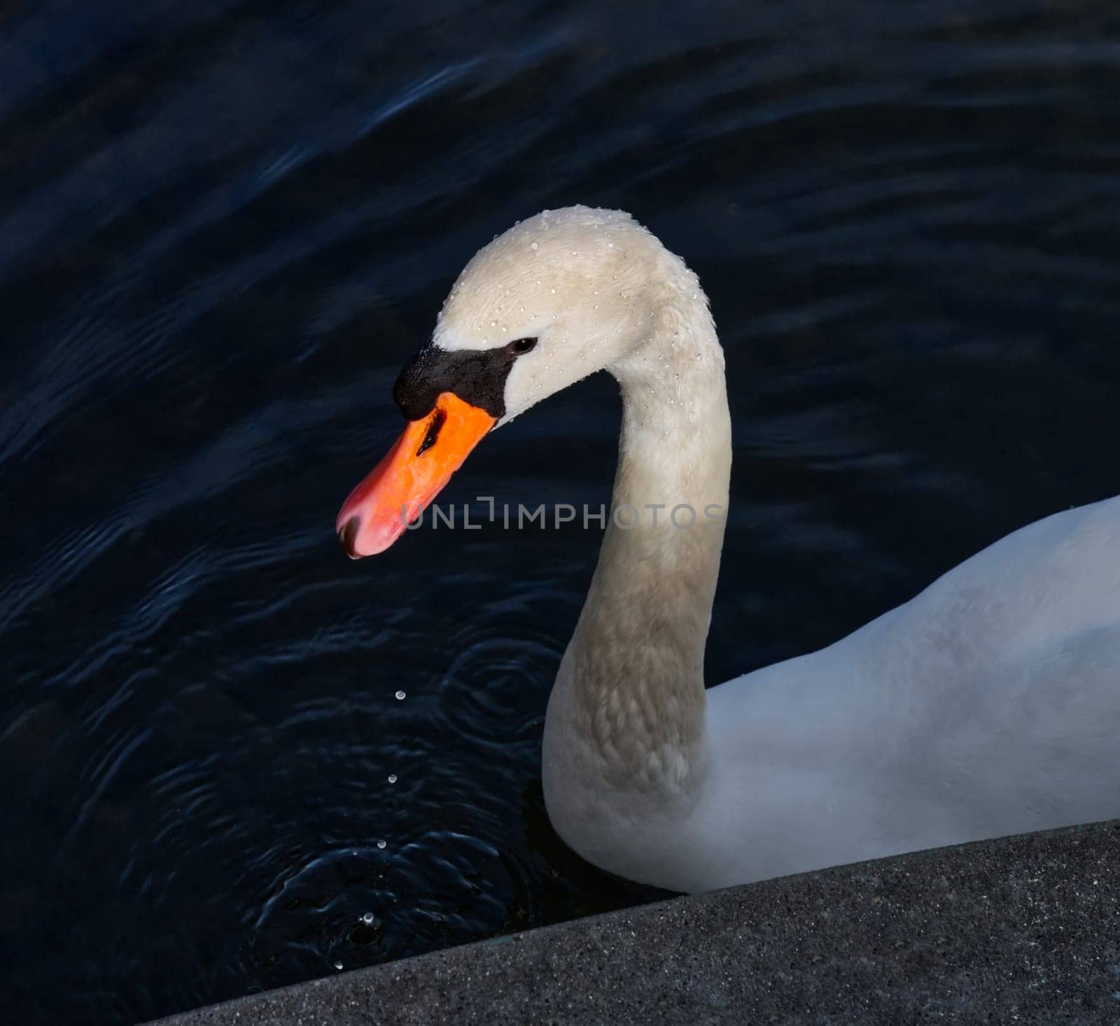 Portrait of a sunlit swan with droplets of water on the feathers and dropping in a row in the water