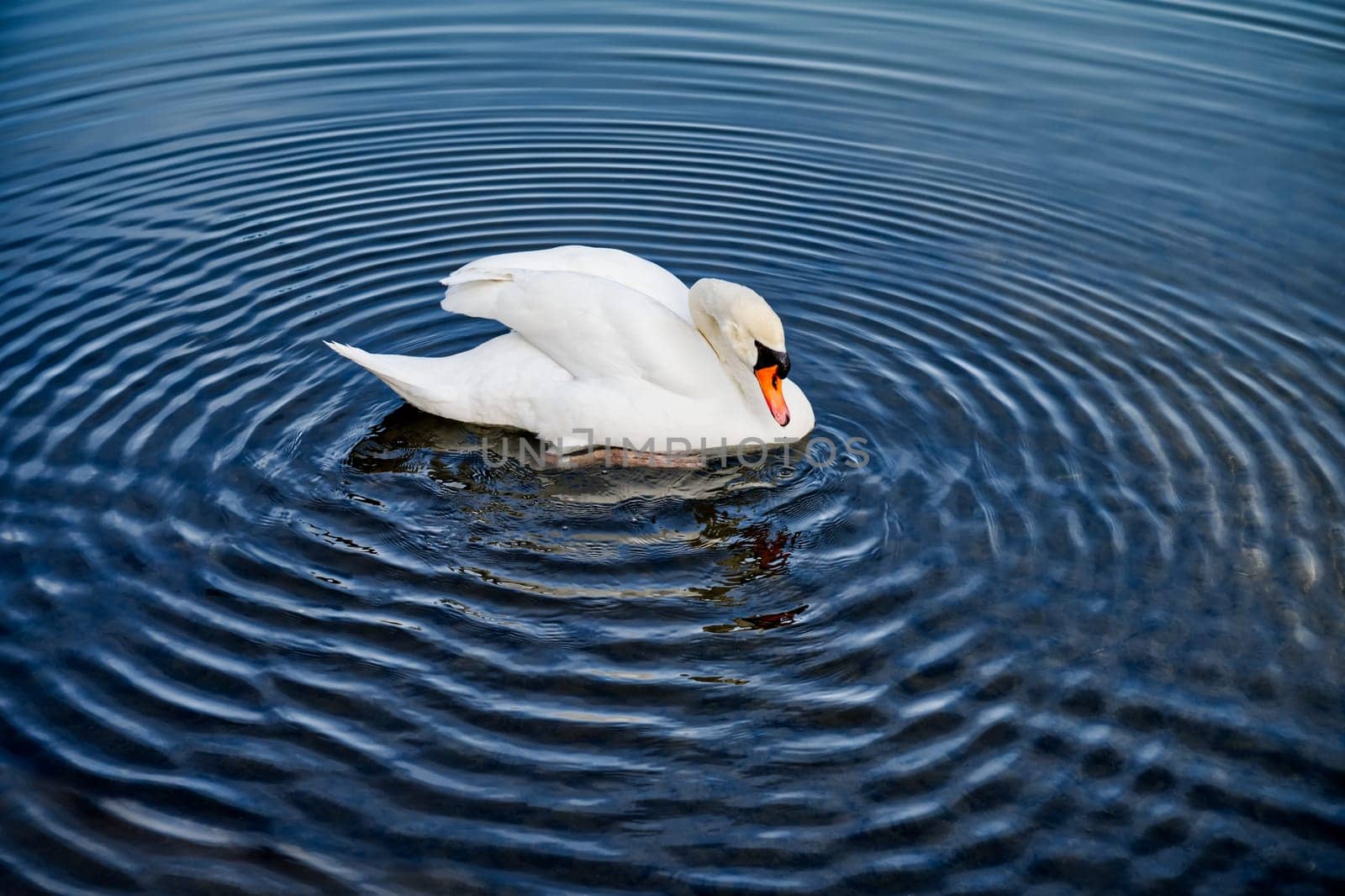 Waves and circles of blue water made by a swan, swan in the middle of the picture, drawing circles,