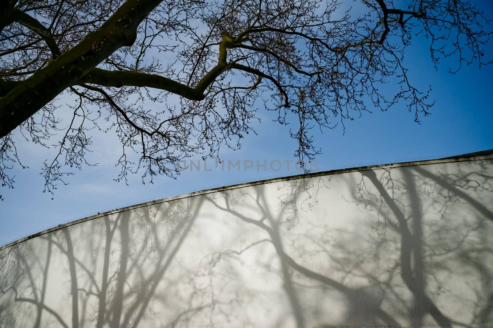 shadows on a wall, mirroring tree branches of a winterly tree, blue sky, springtime