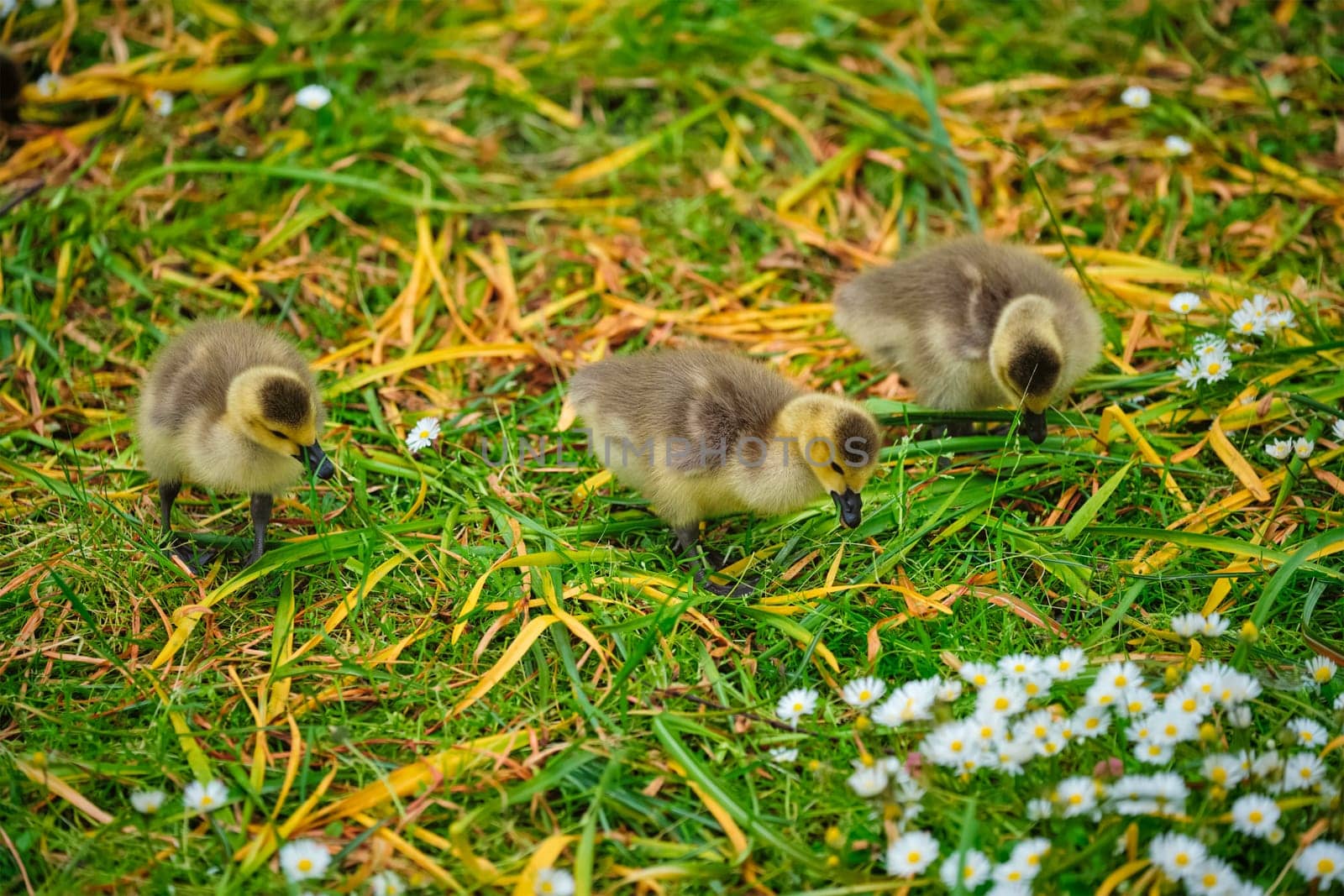 Canada goose goslings on grass