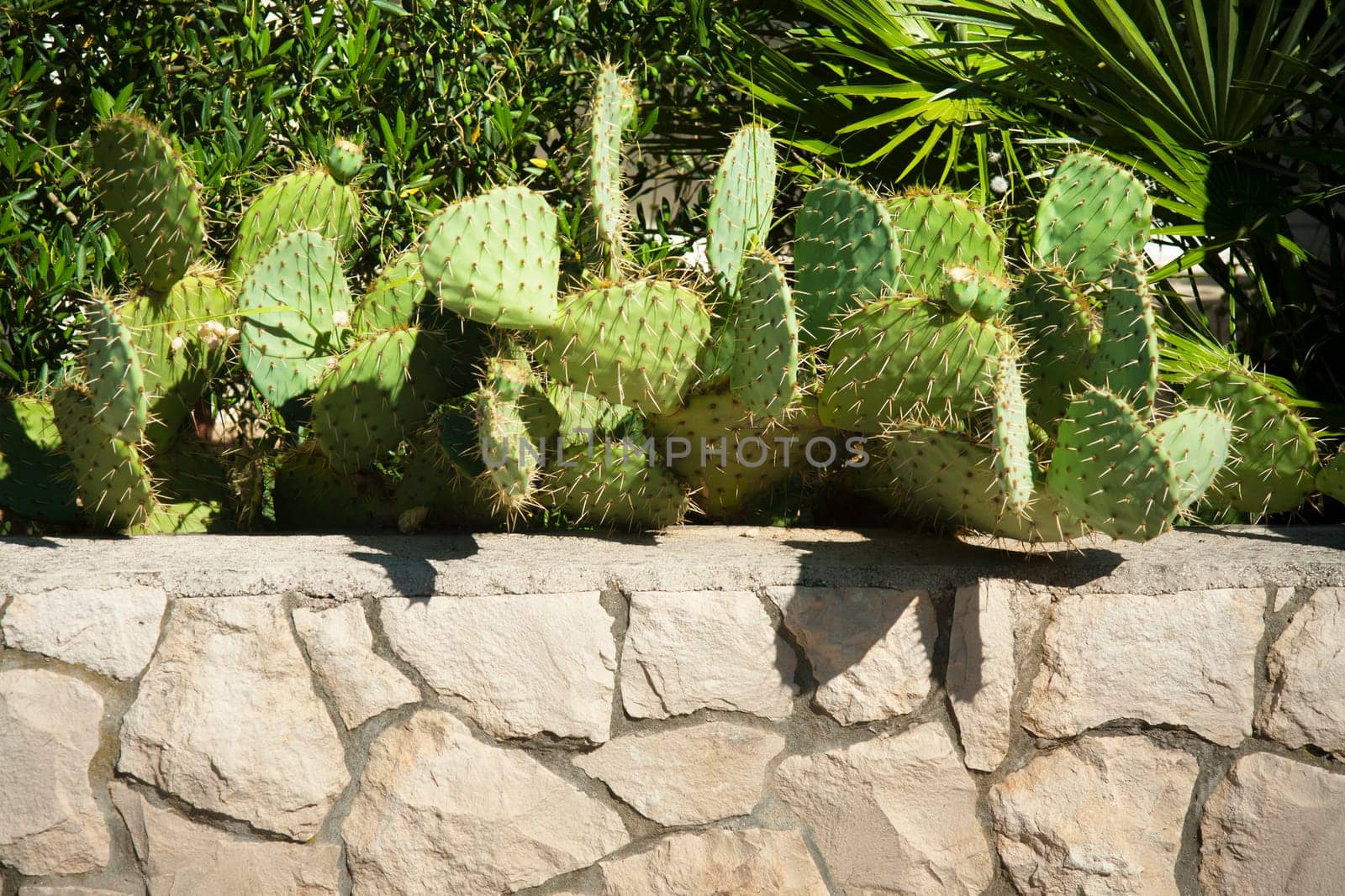 big cactus plants seeded in a group in nature.