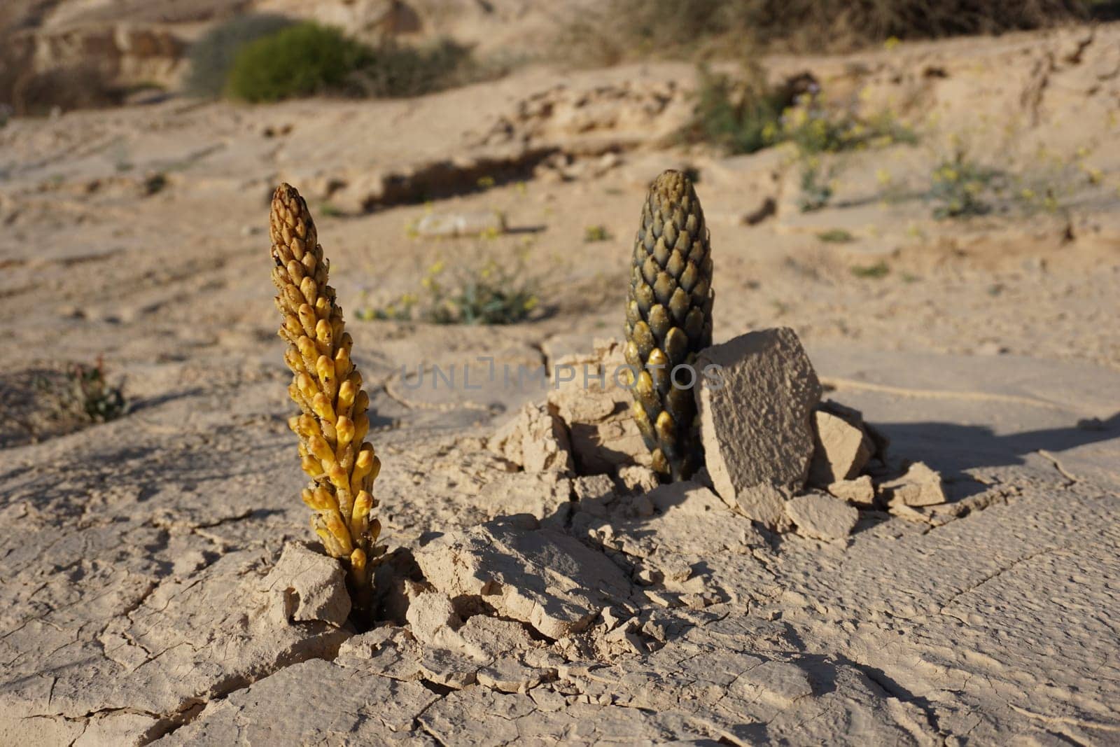 Vegetation in the dry Wadi Degla near Cairo, Egypt