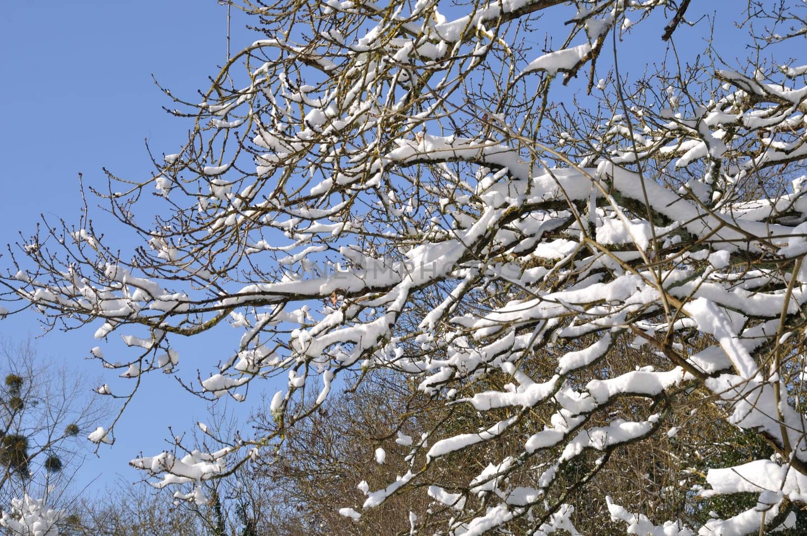 A branch covered in snow