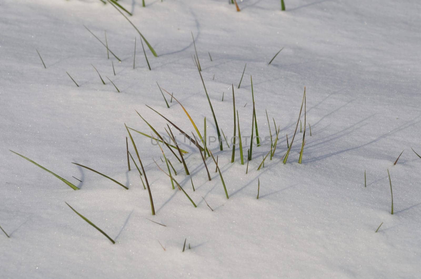 Blade of grass in the snow