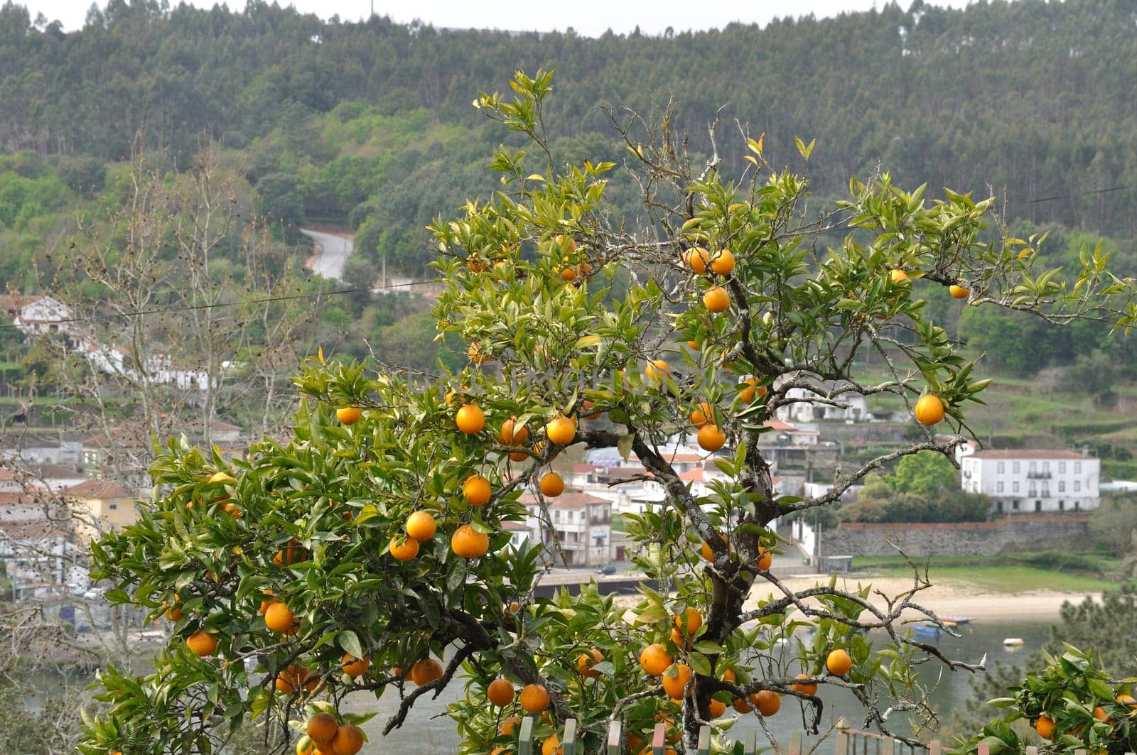 Orange tree near the Douro in Portugal