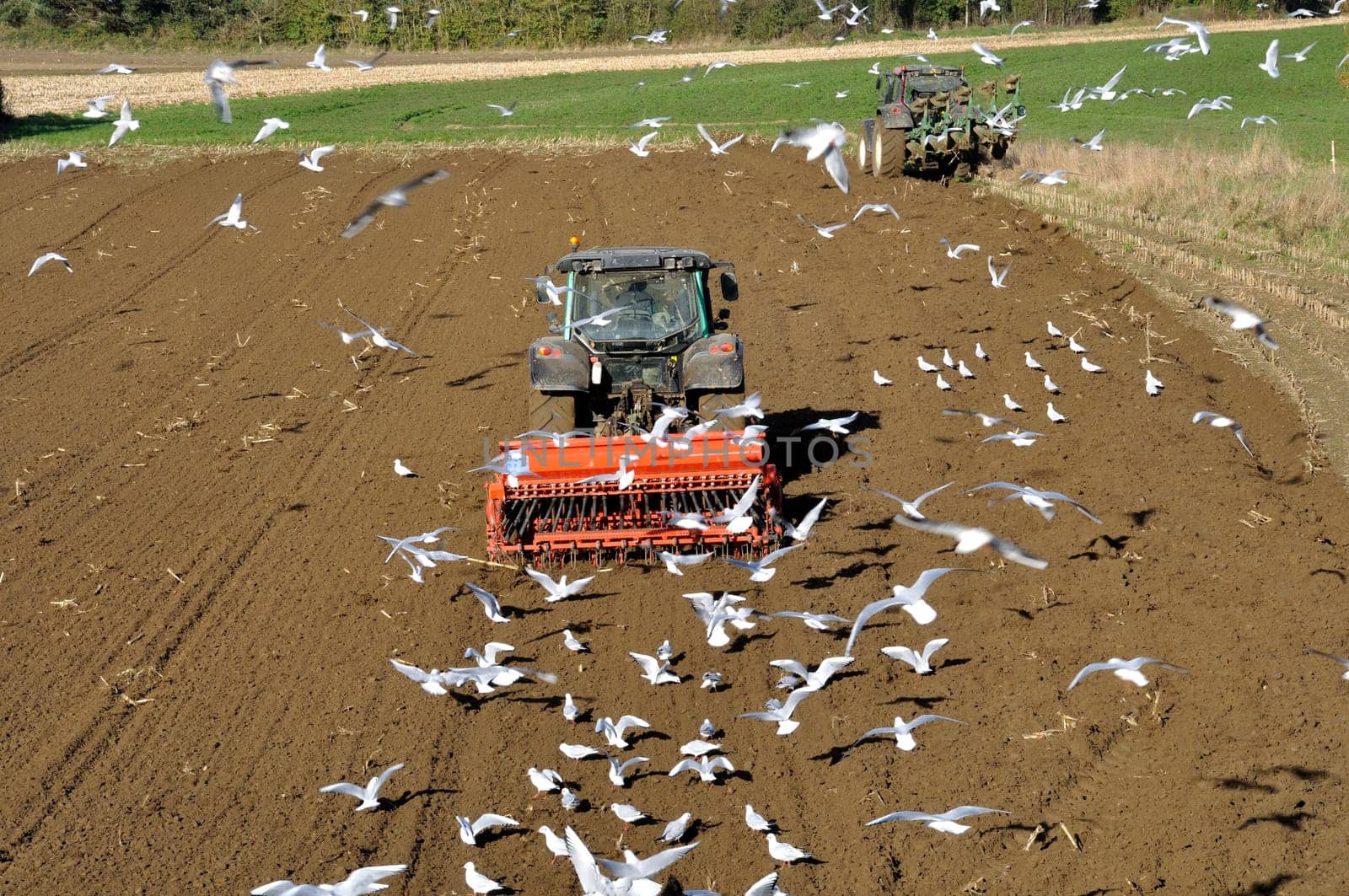 Plow tractor surrounded by seagulls