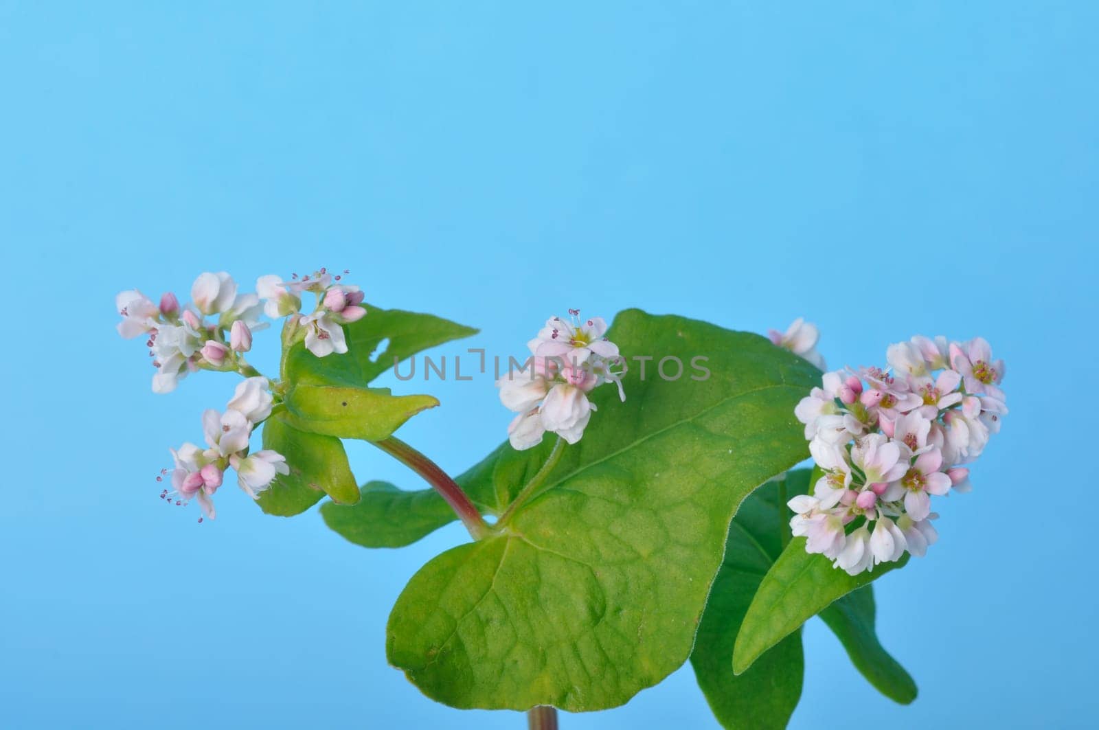 buckwheat flowers on a blue background