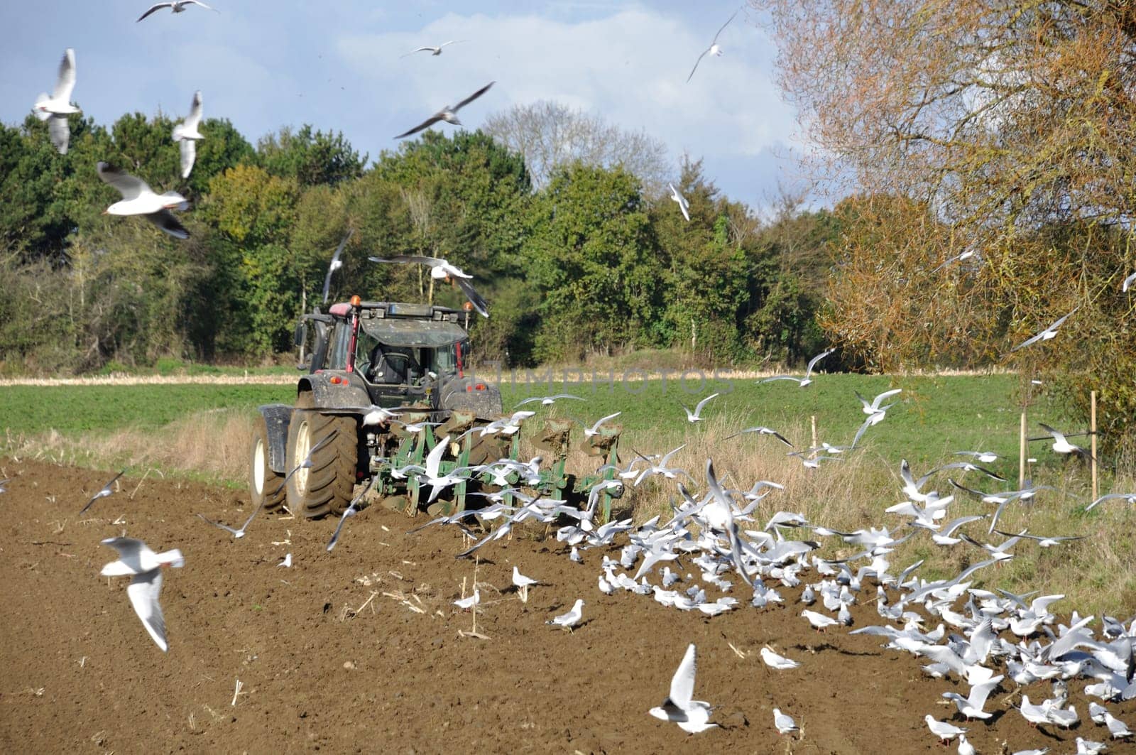 Plow tractor surrounded by seagulls