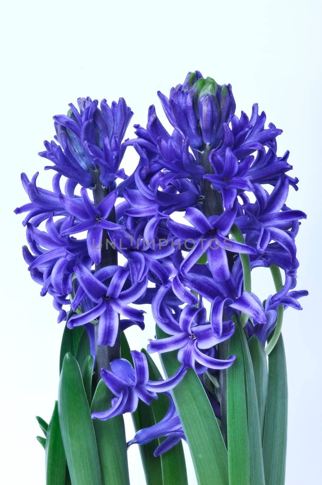 Studio shot of a hyacinth