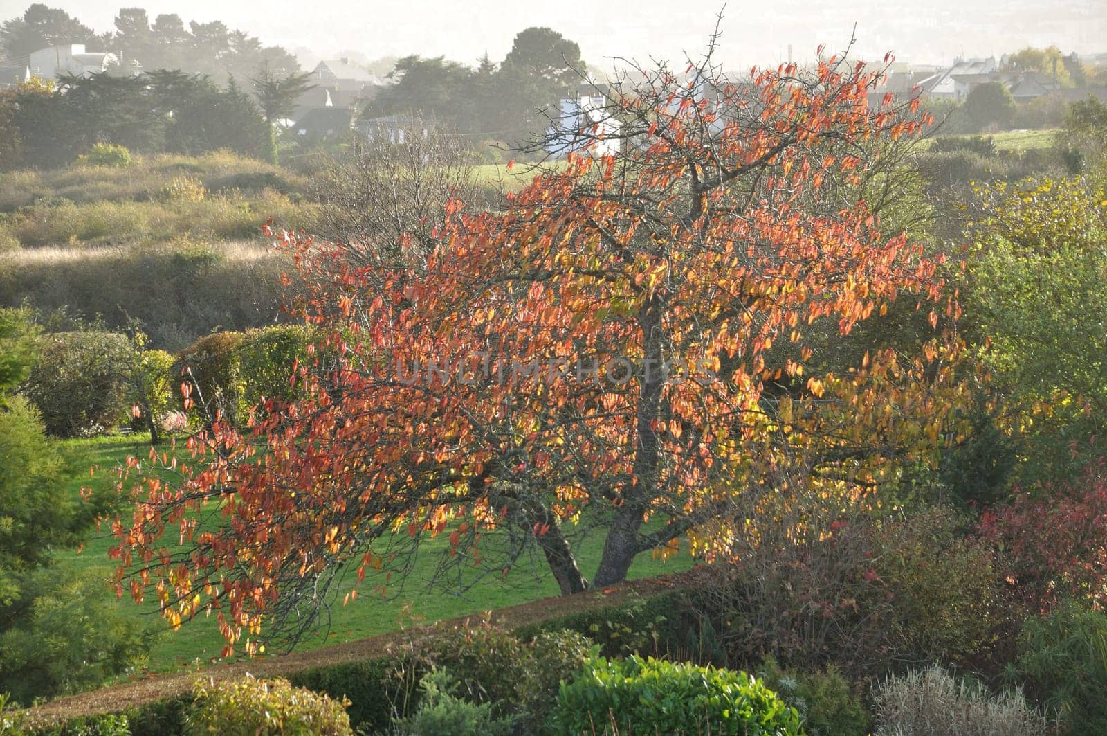 Tree in a park in the fall