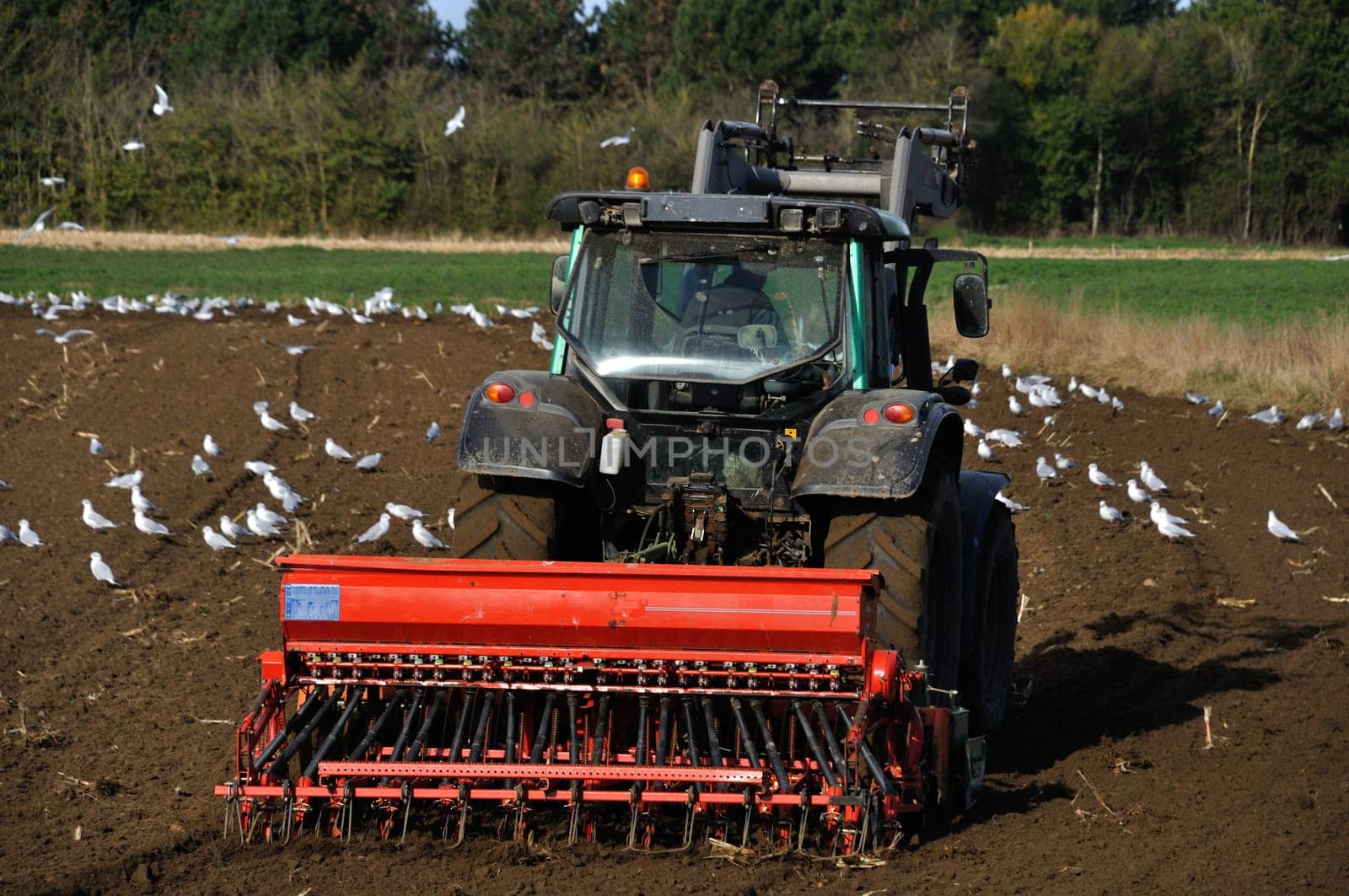 Plow tractor surrounded by seagulls