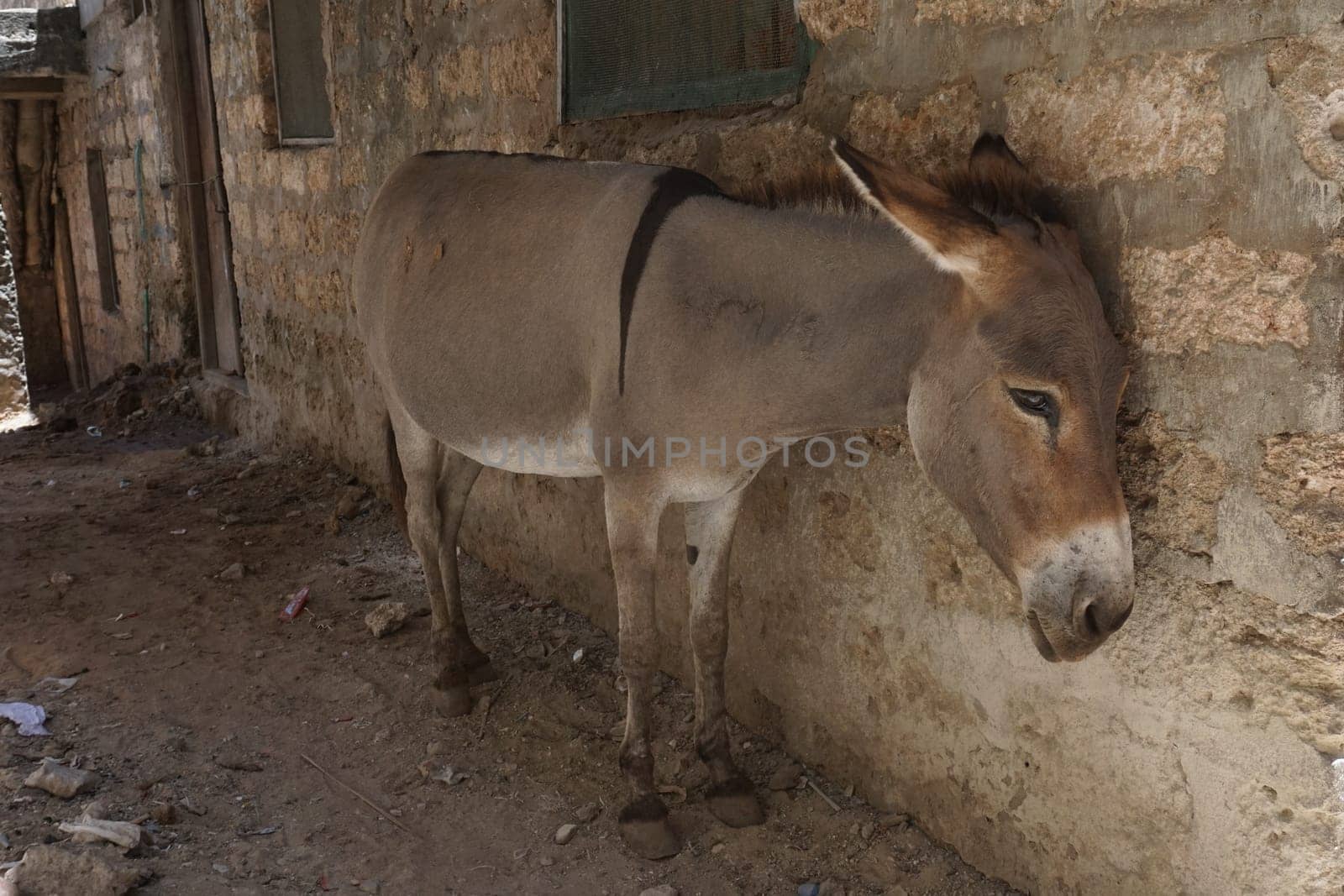 Donkey on Lamu resting in the shade after hard work, Kenya