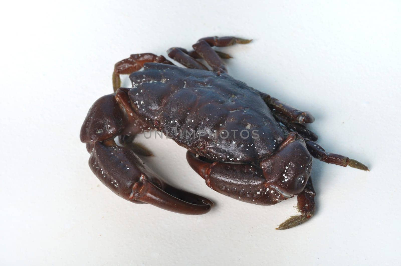crab on a white background