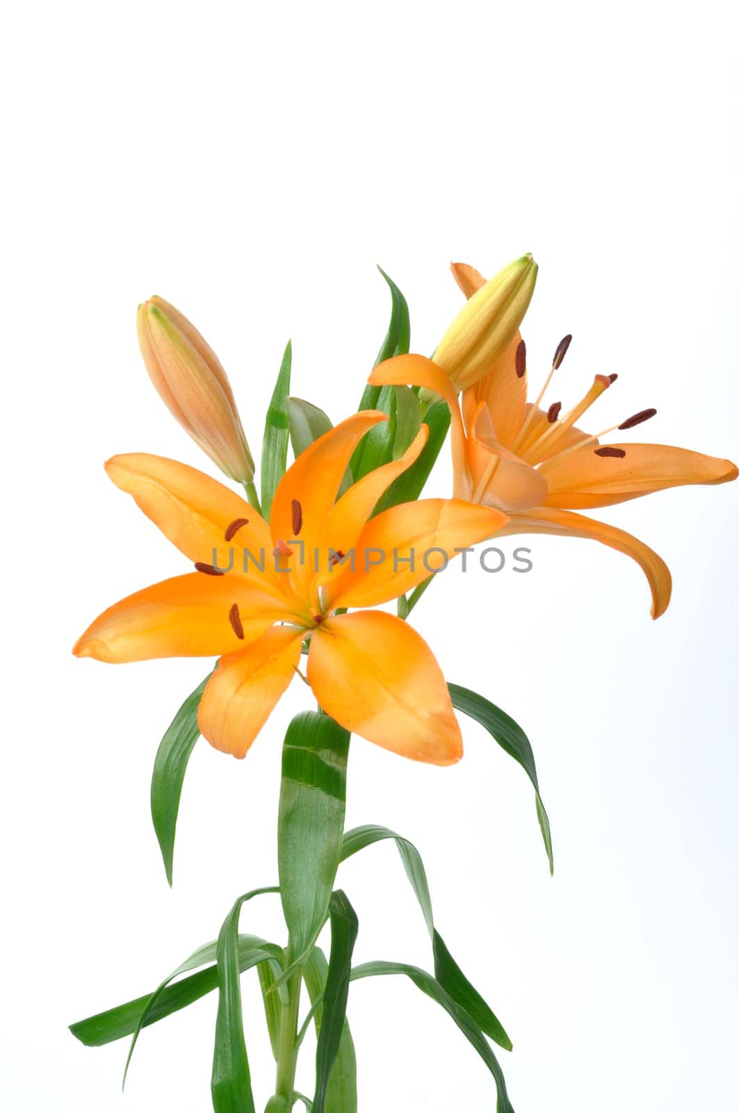 Studio shot of orange lily