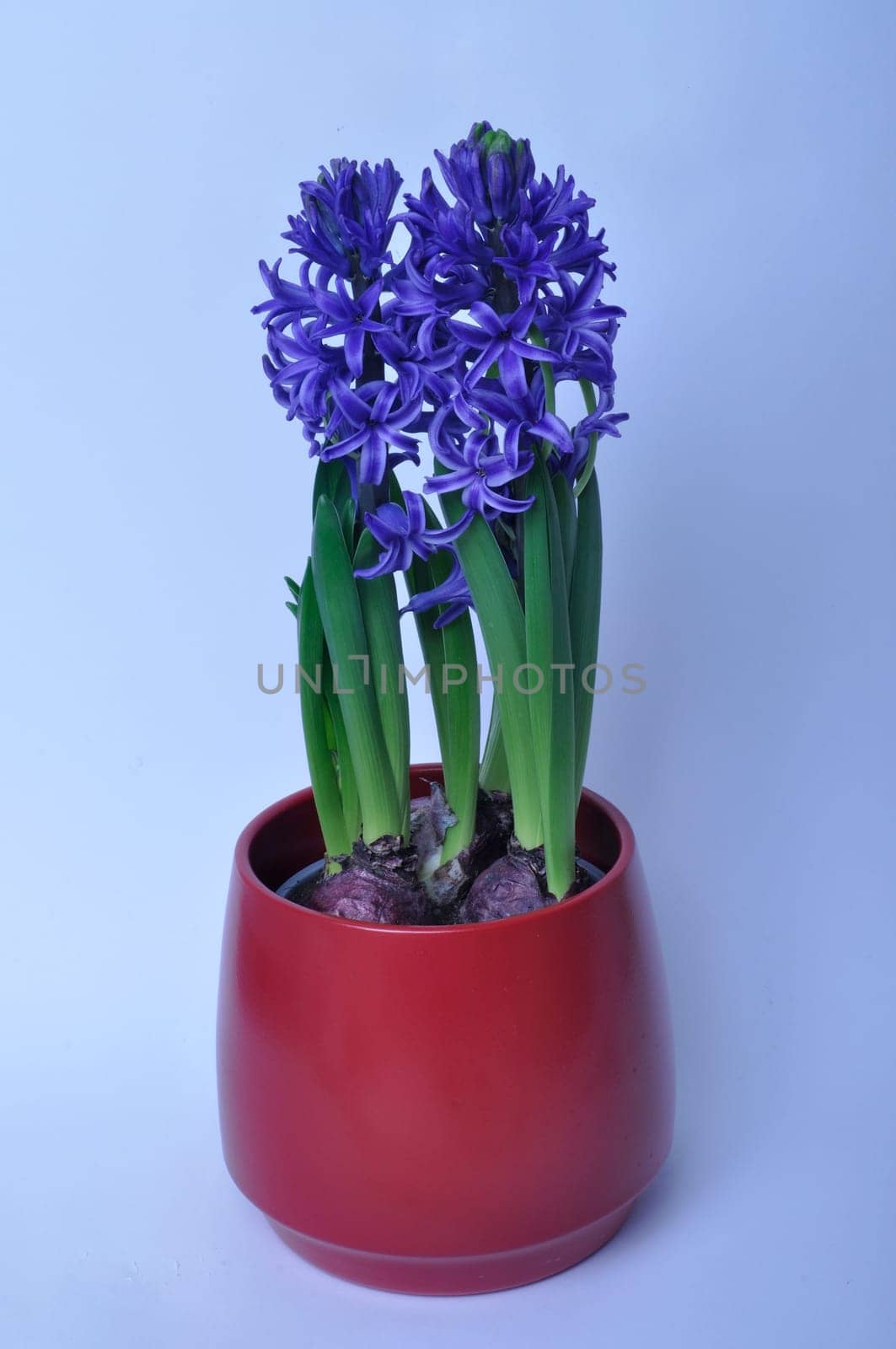 Studio shot of a hyacinth