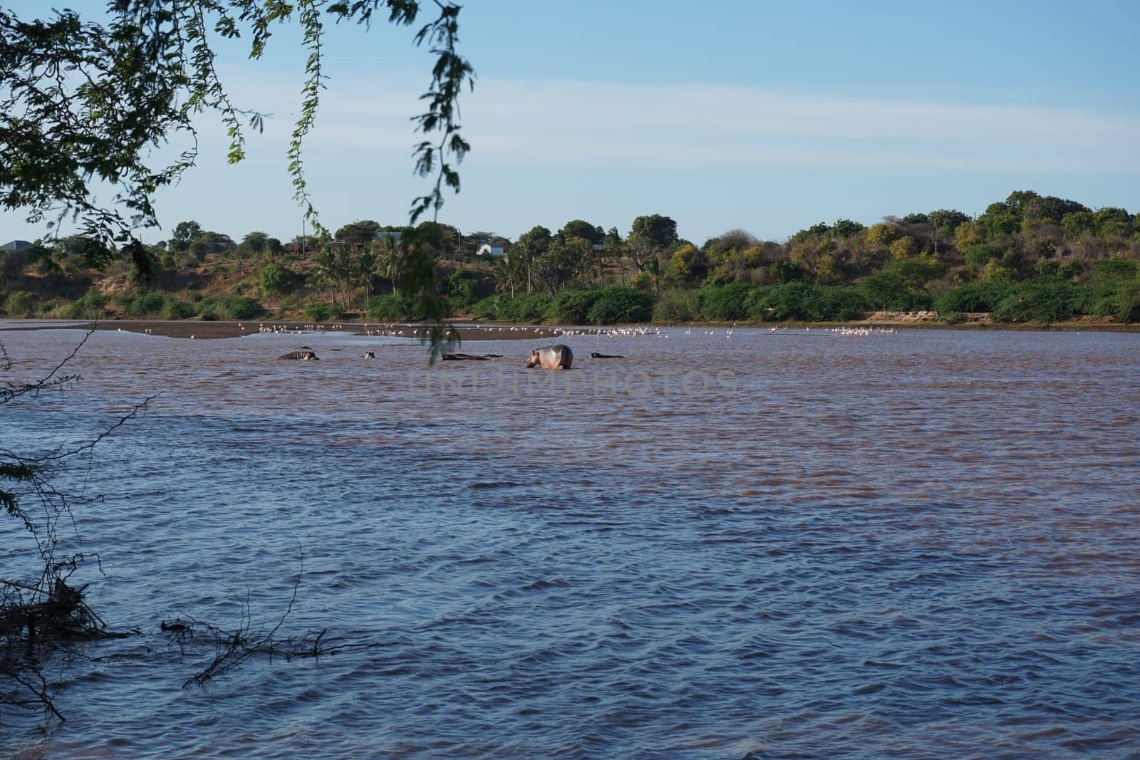 A group of hippopotamus relaxin in the Sabaki river, north of Malindi, Kenya