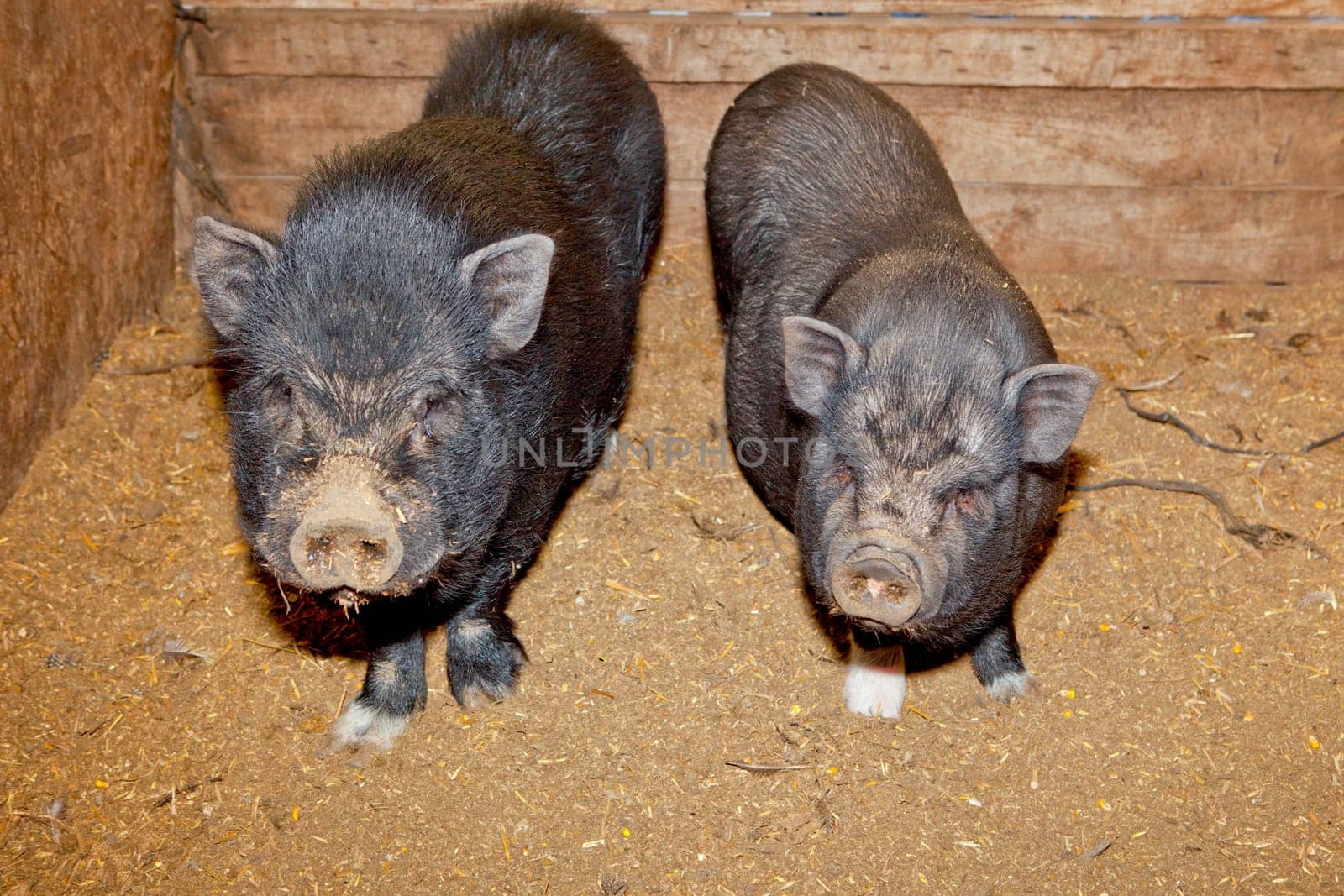 Vietnamese Pot-bellied pig on a traditional farm