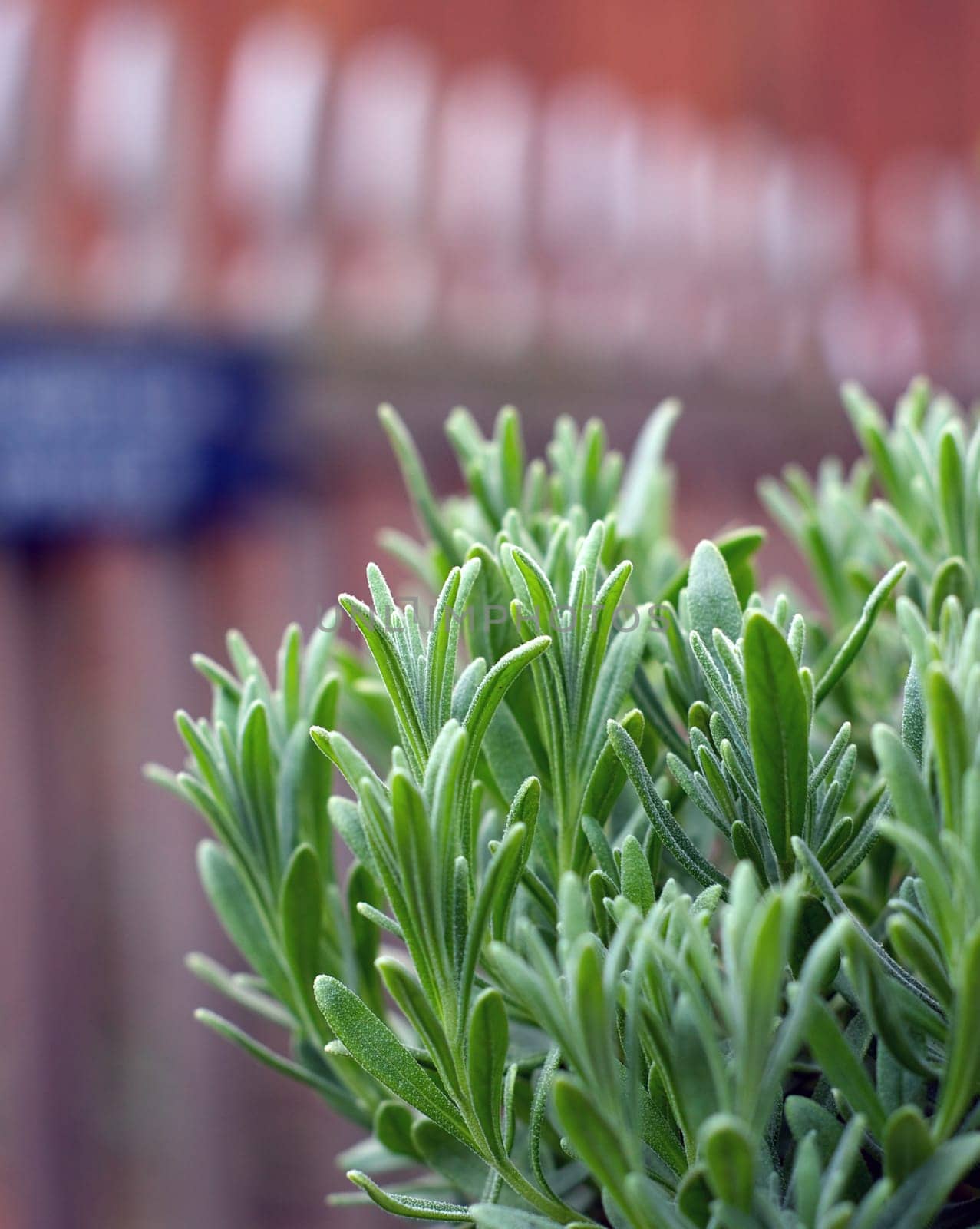 A young lavender plant growing outside in the garden with picket fence in background.