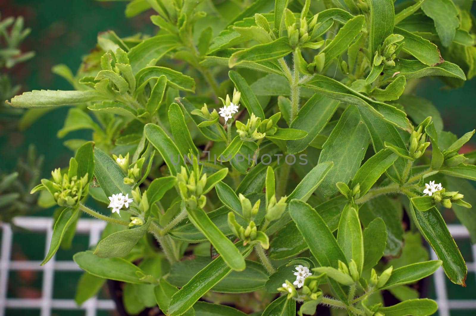 Looking down on Stevia plant in bloom with small white flowers in garden. Also known as Sweet Leaf.